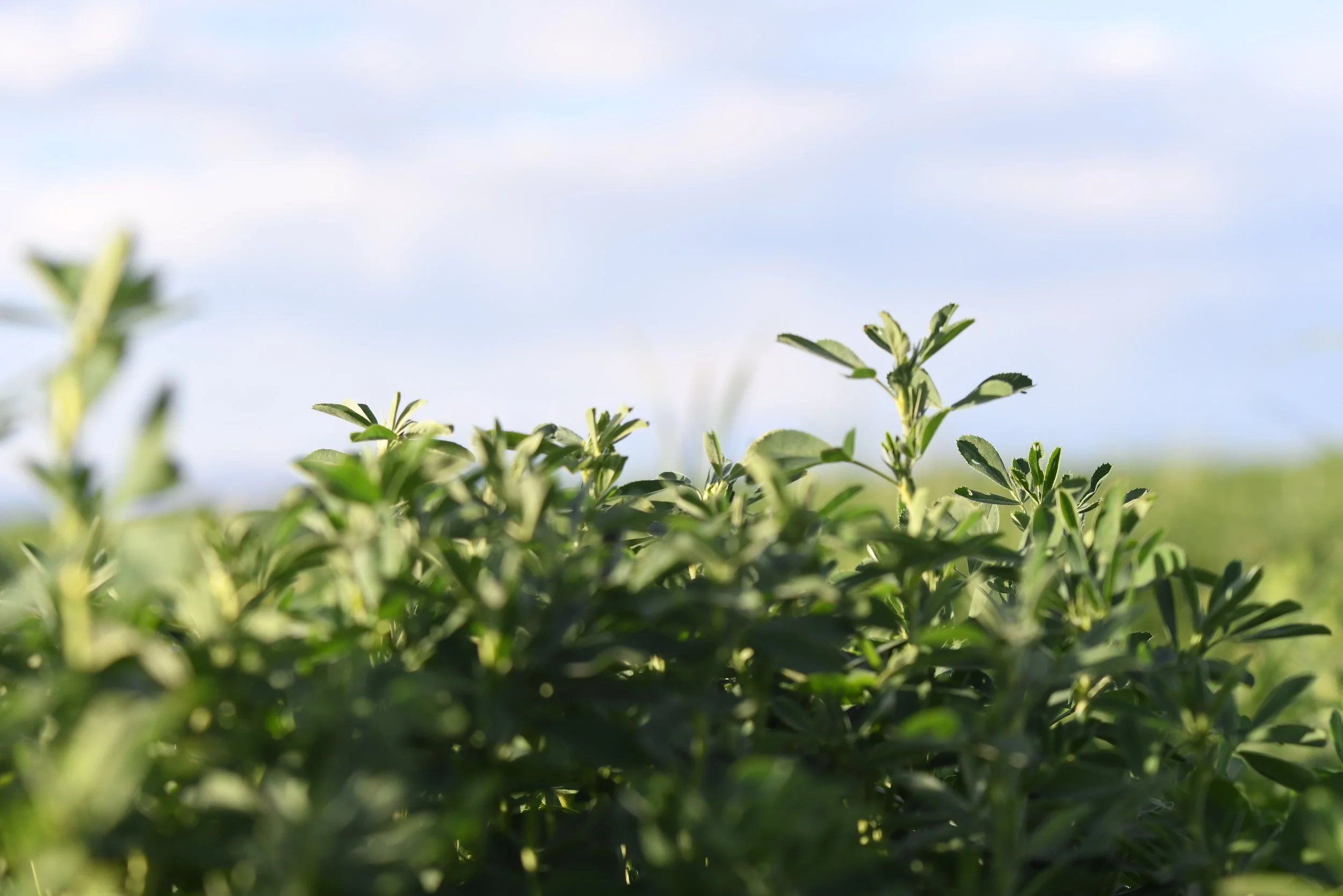 Close-up of green leafy plants with a partly cloudy sky in the background.