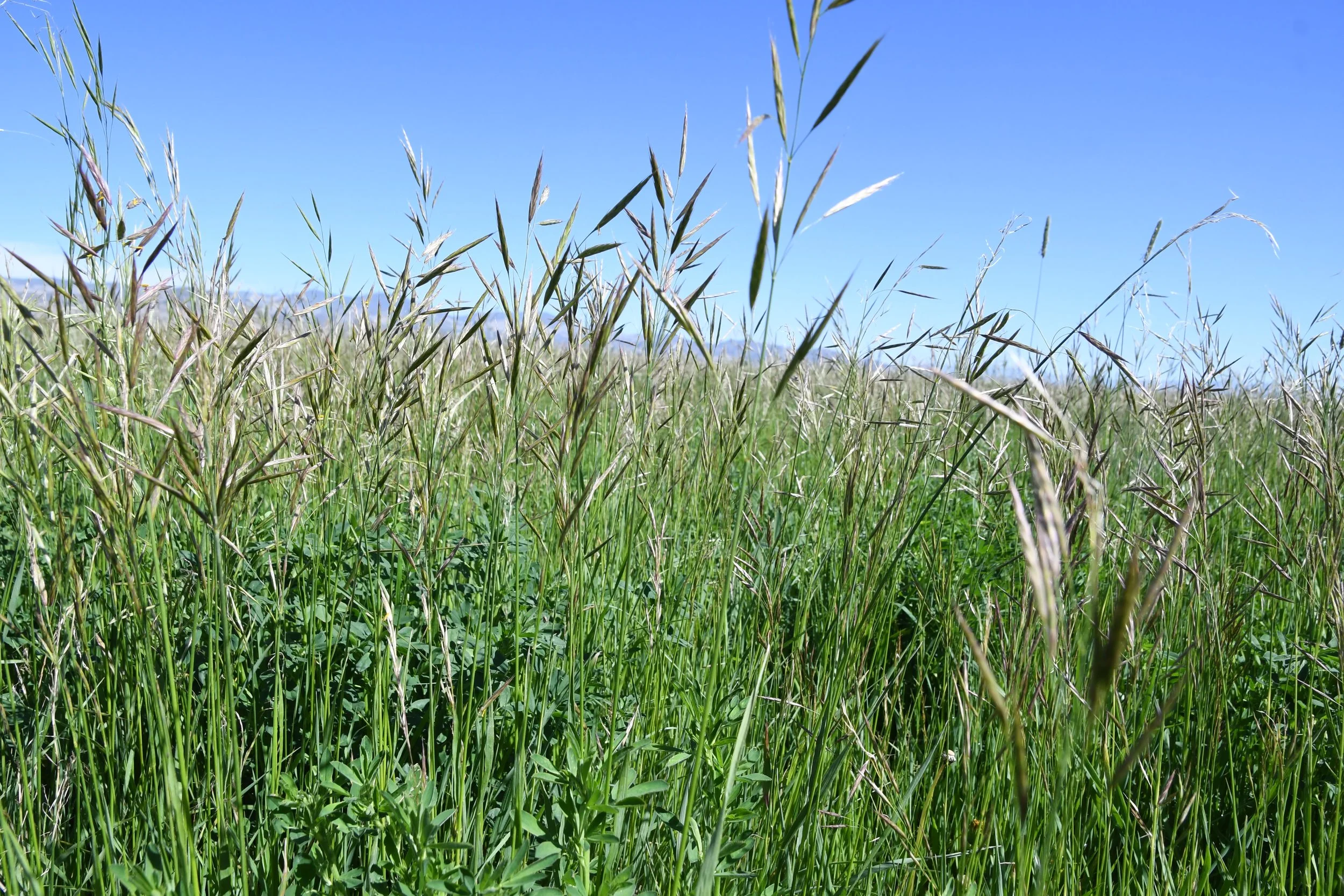 A field of tall green grass and plants under a clear blue sky.