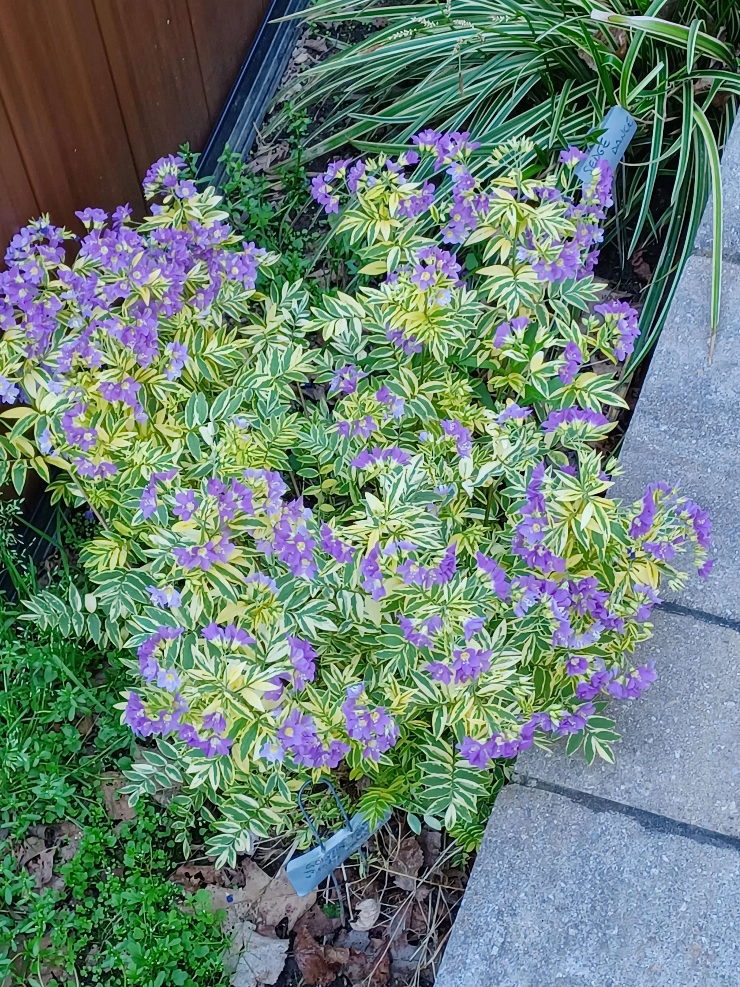 Tufted Vetch in Bloom_KC.jpg