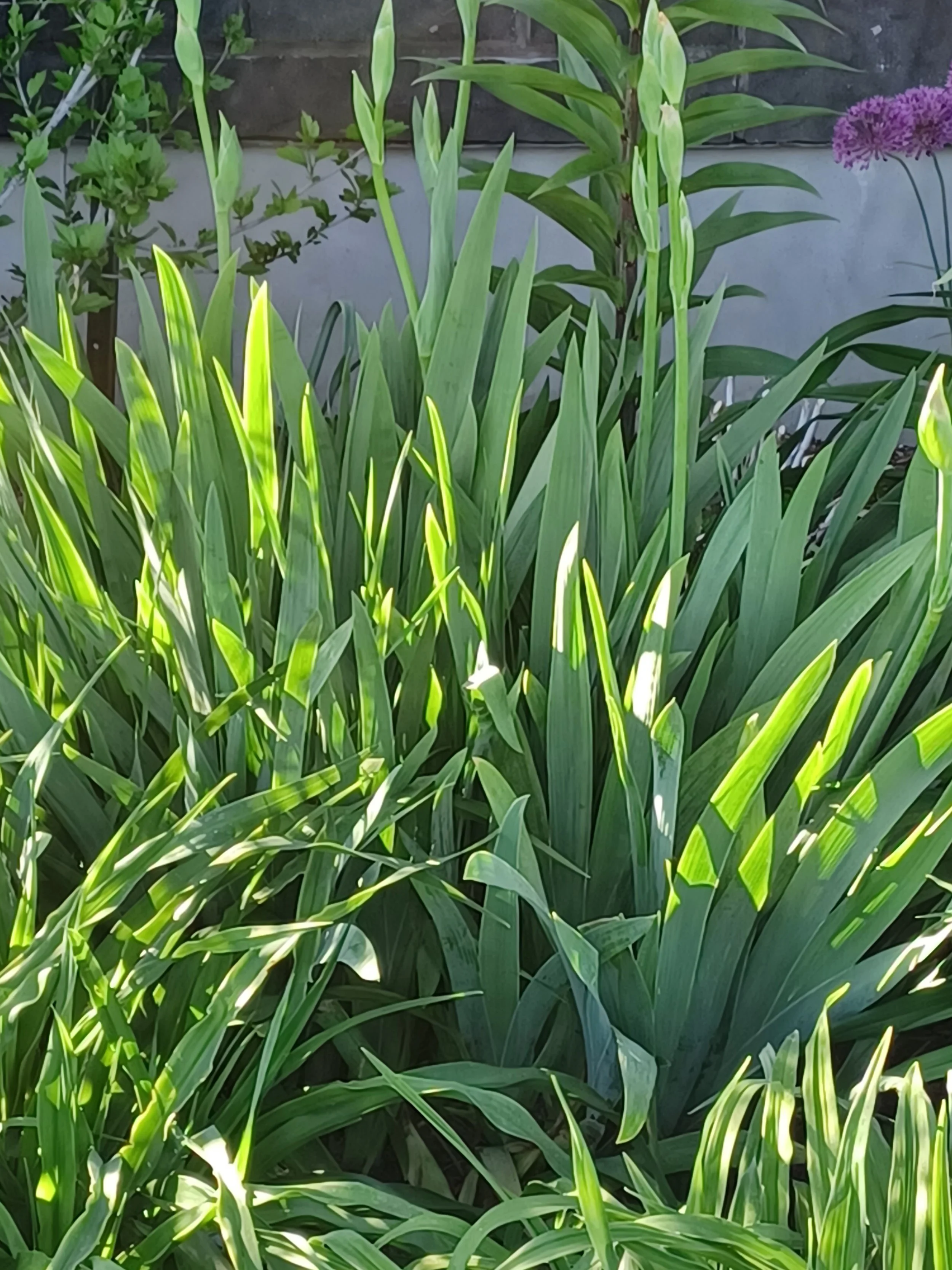 Iris Pre-Bloom2_KC.jpg