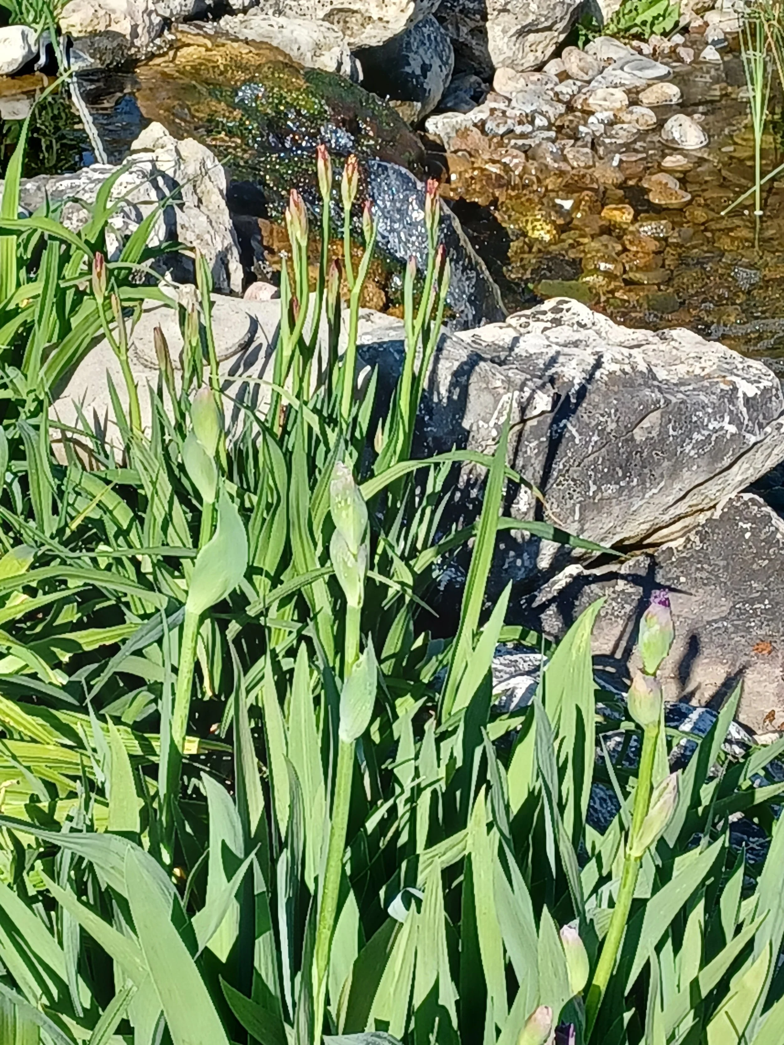 Iris Pre-Bloom_KC.jpg