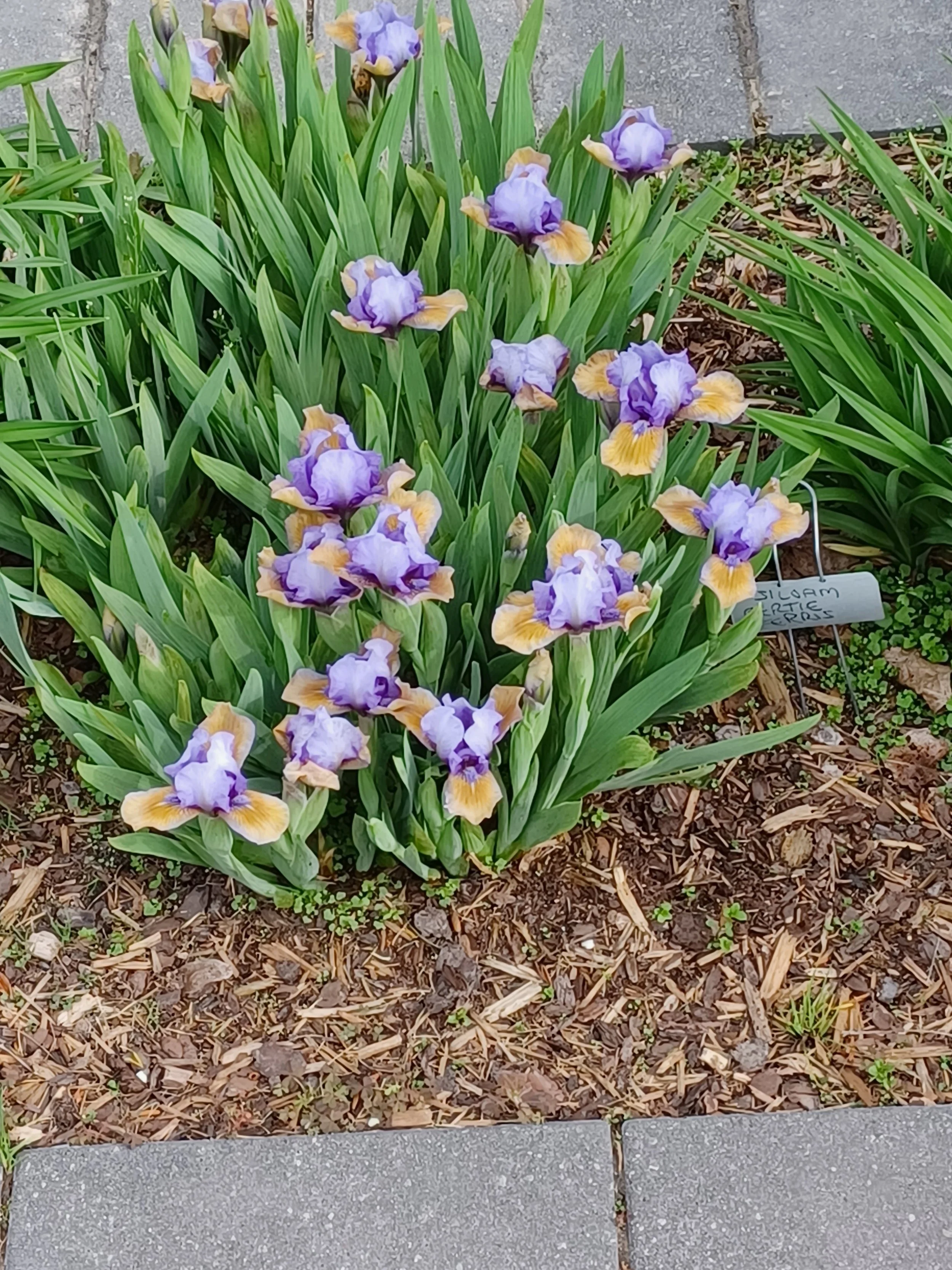 Irises in Bloow_KC.jpg