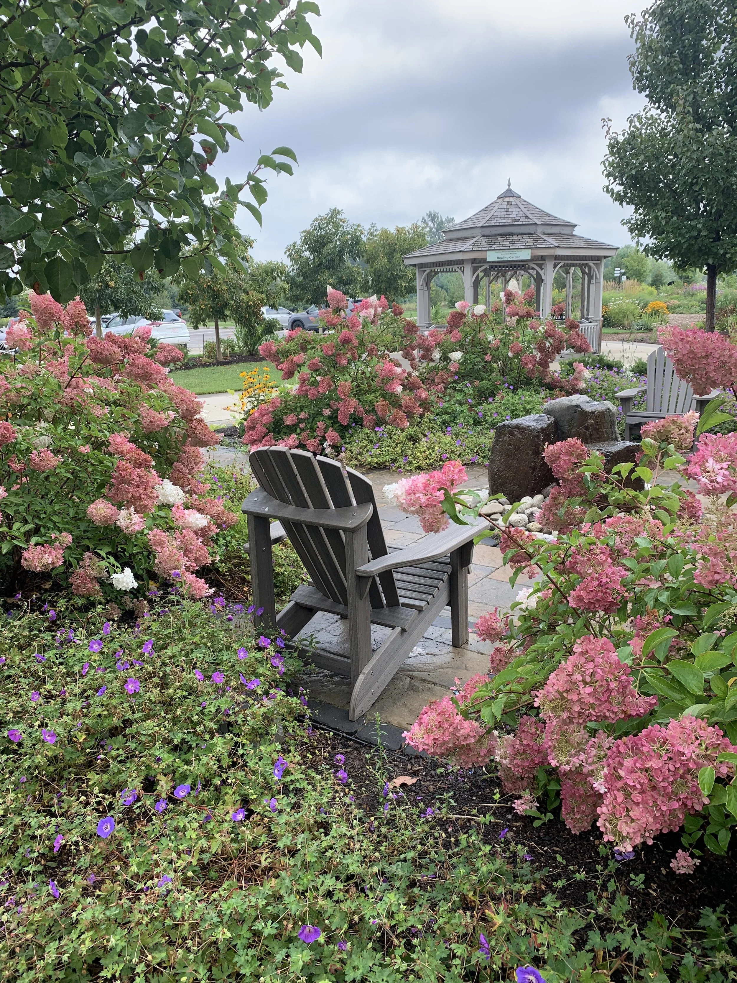 Photo of a chair surrounded by pink hydrangeas