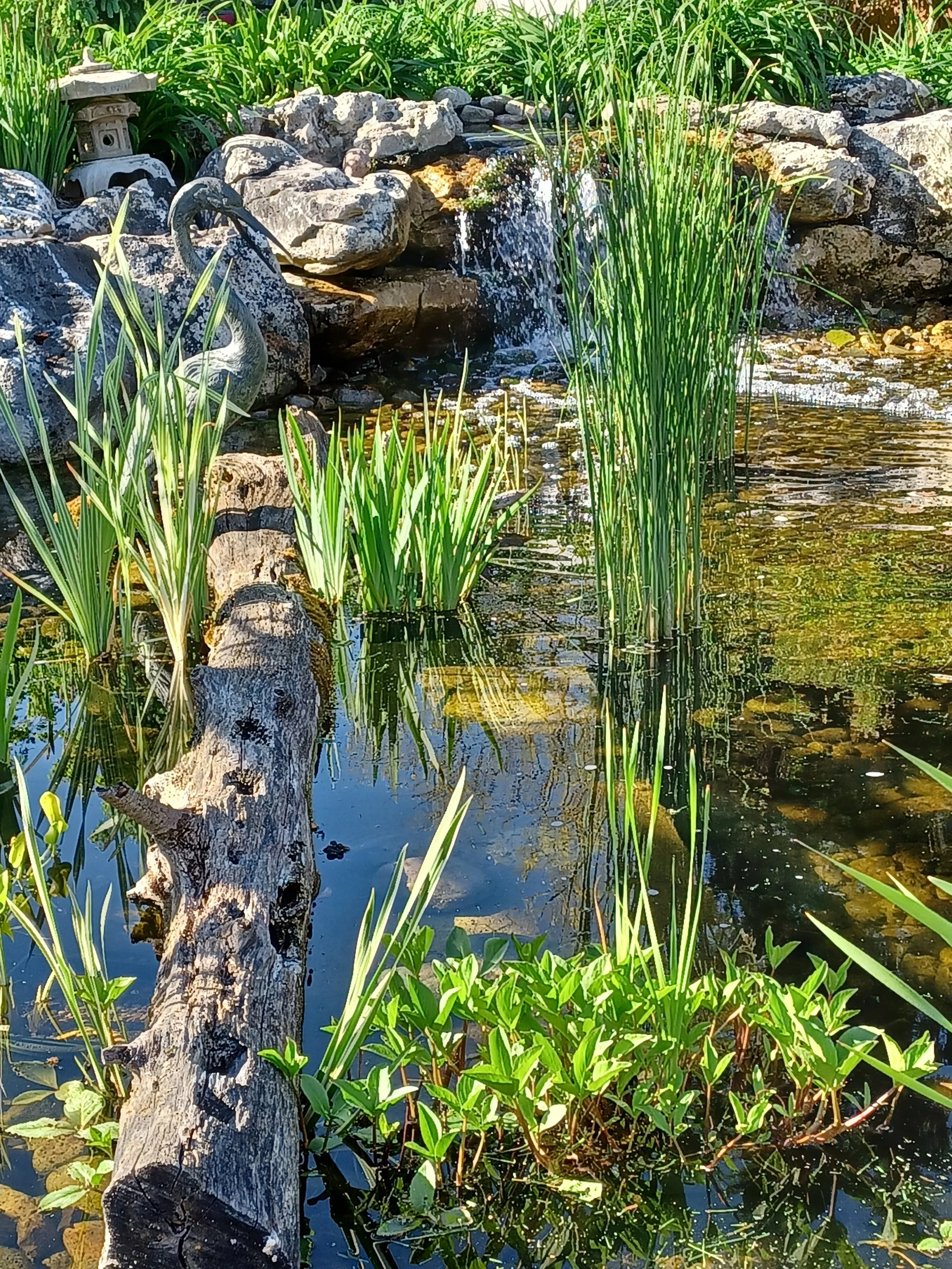 Pond Plants_KC.jpg