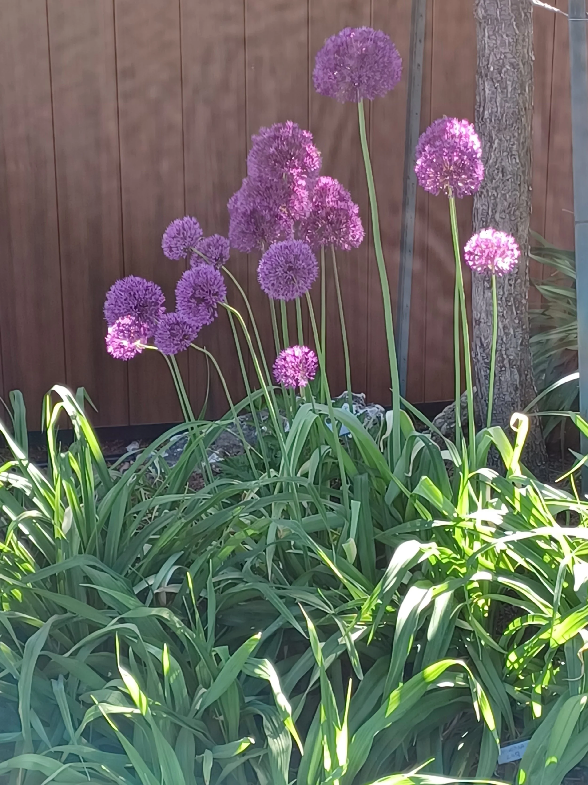 Giant Alliums in Bloom_KC.jpg
