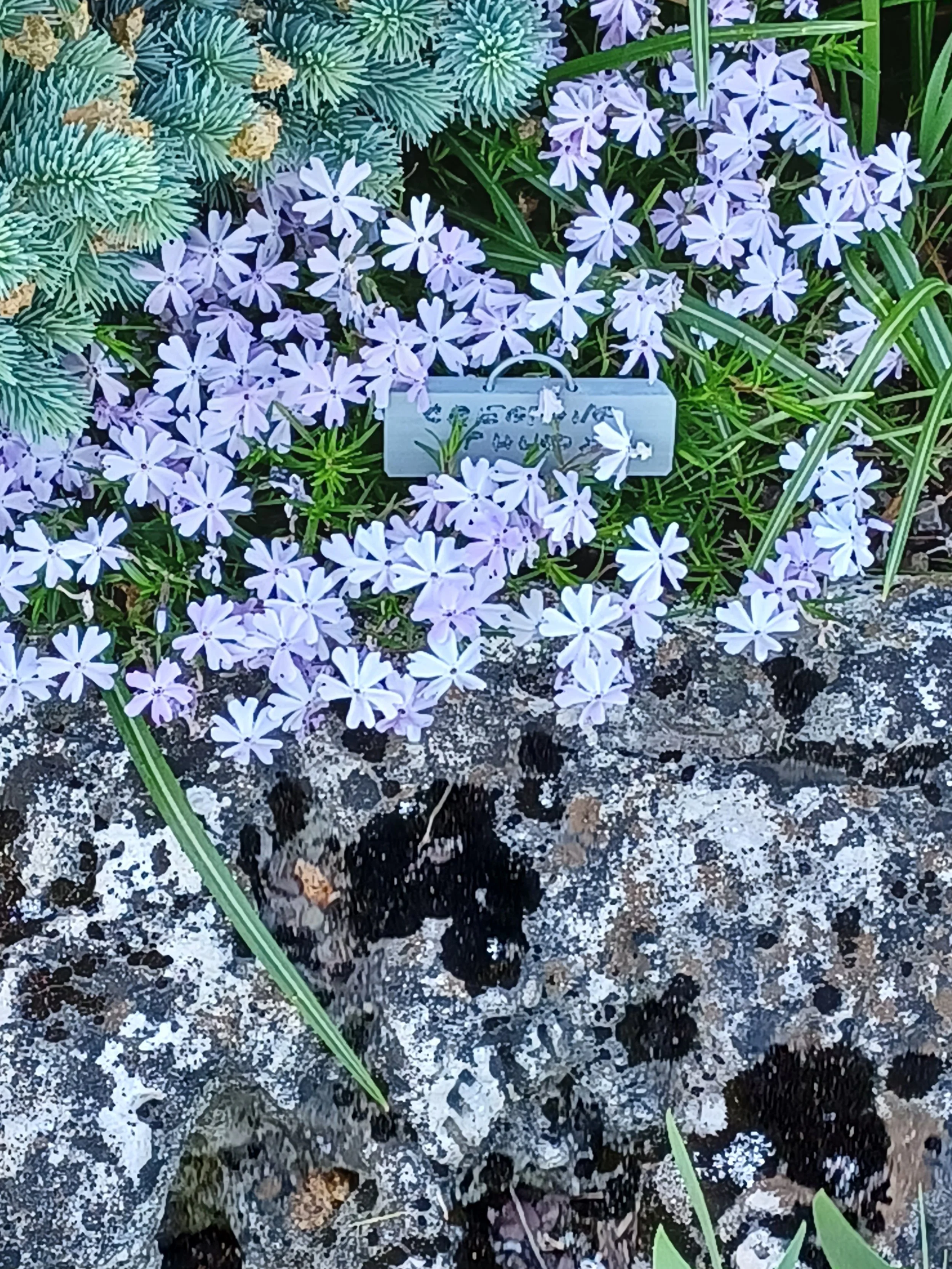 Creeping Phlox in Bloom_KC.jpg