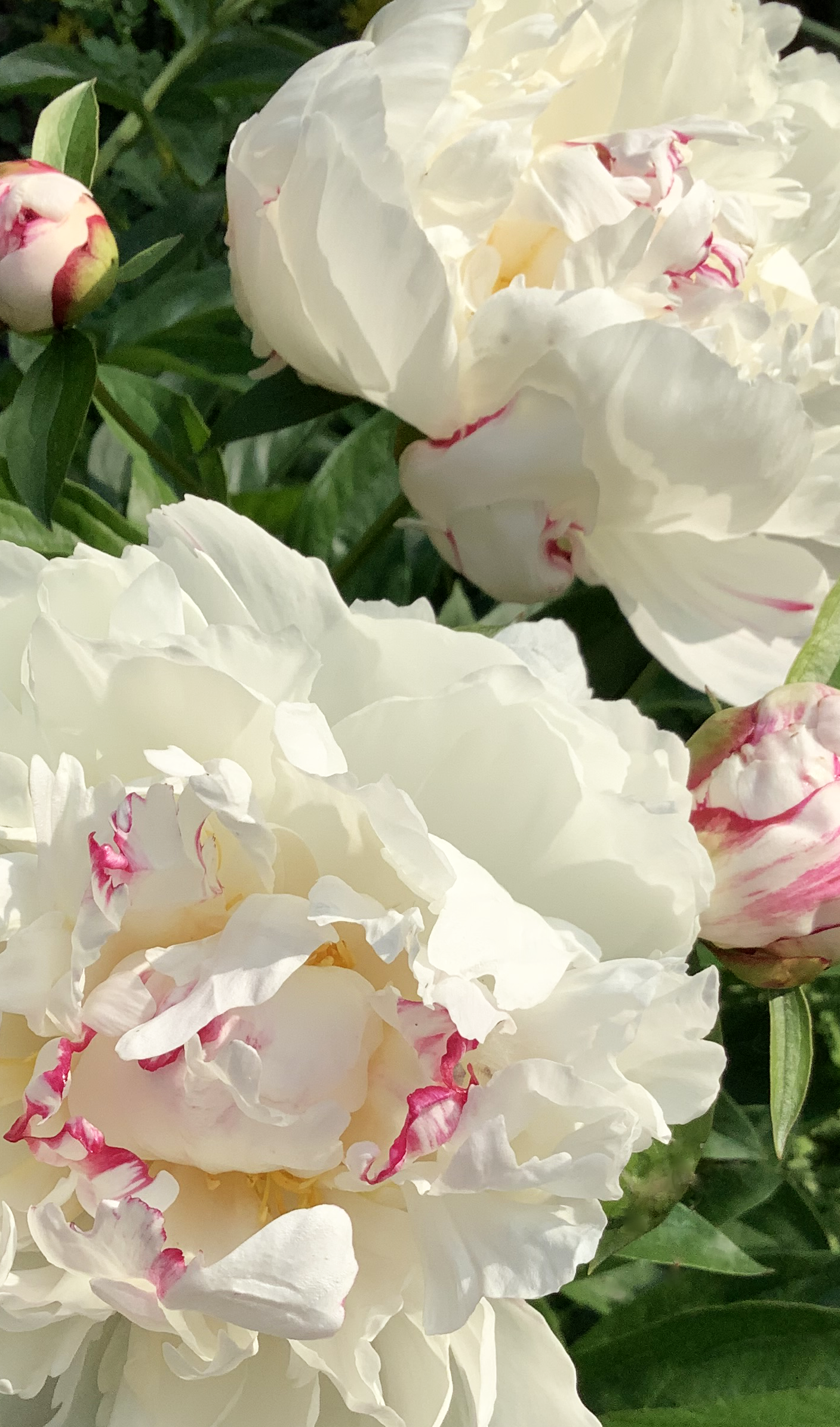 Elora Peony