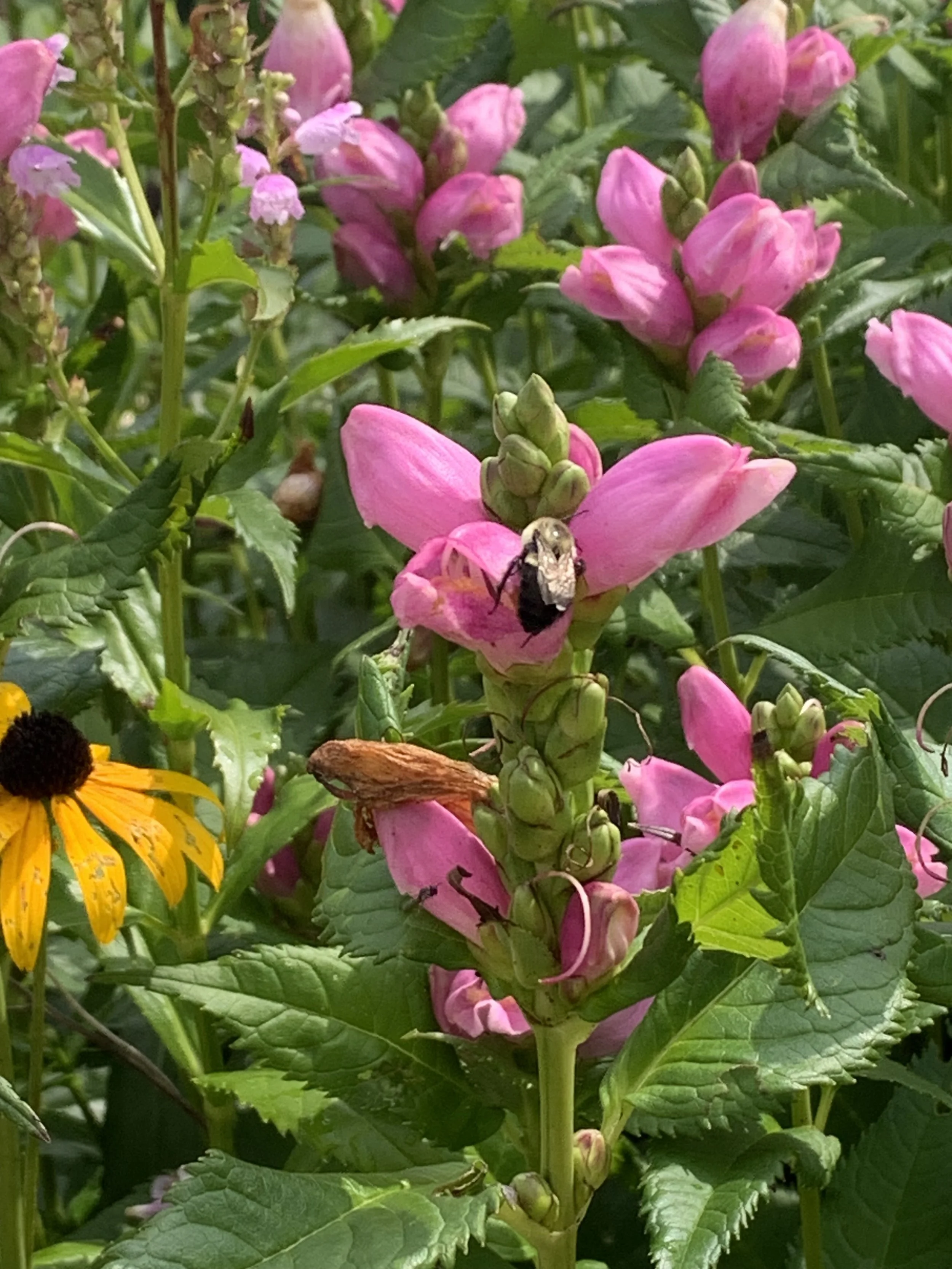 Photo of a bee on a pink flower