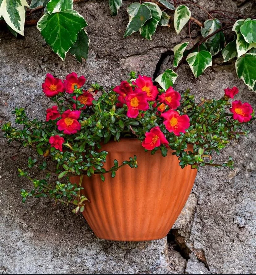 #IT101 ITALIAN WALL SCONCE PLANTER
