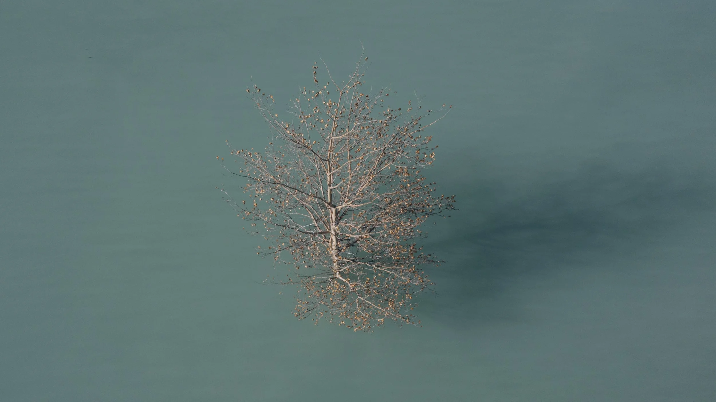 ReservoirTree.jpg