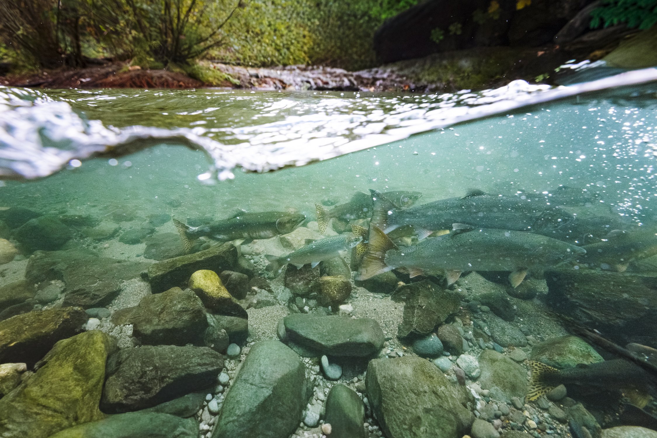 Bernard_Agathe_ENVIRO_250701_Climate_Old Growth Protection-7591.jpg
