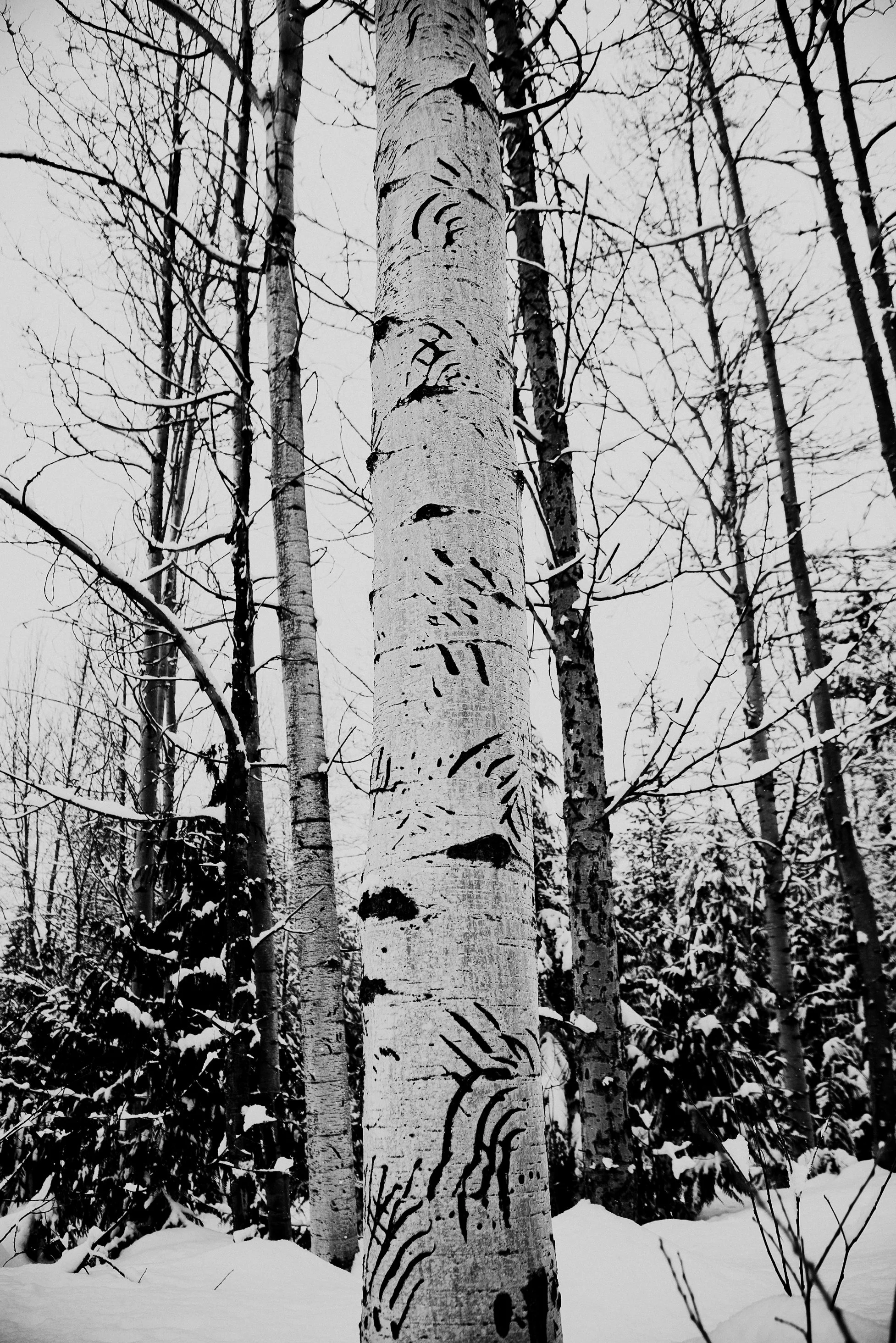 TreeHunt.jpg