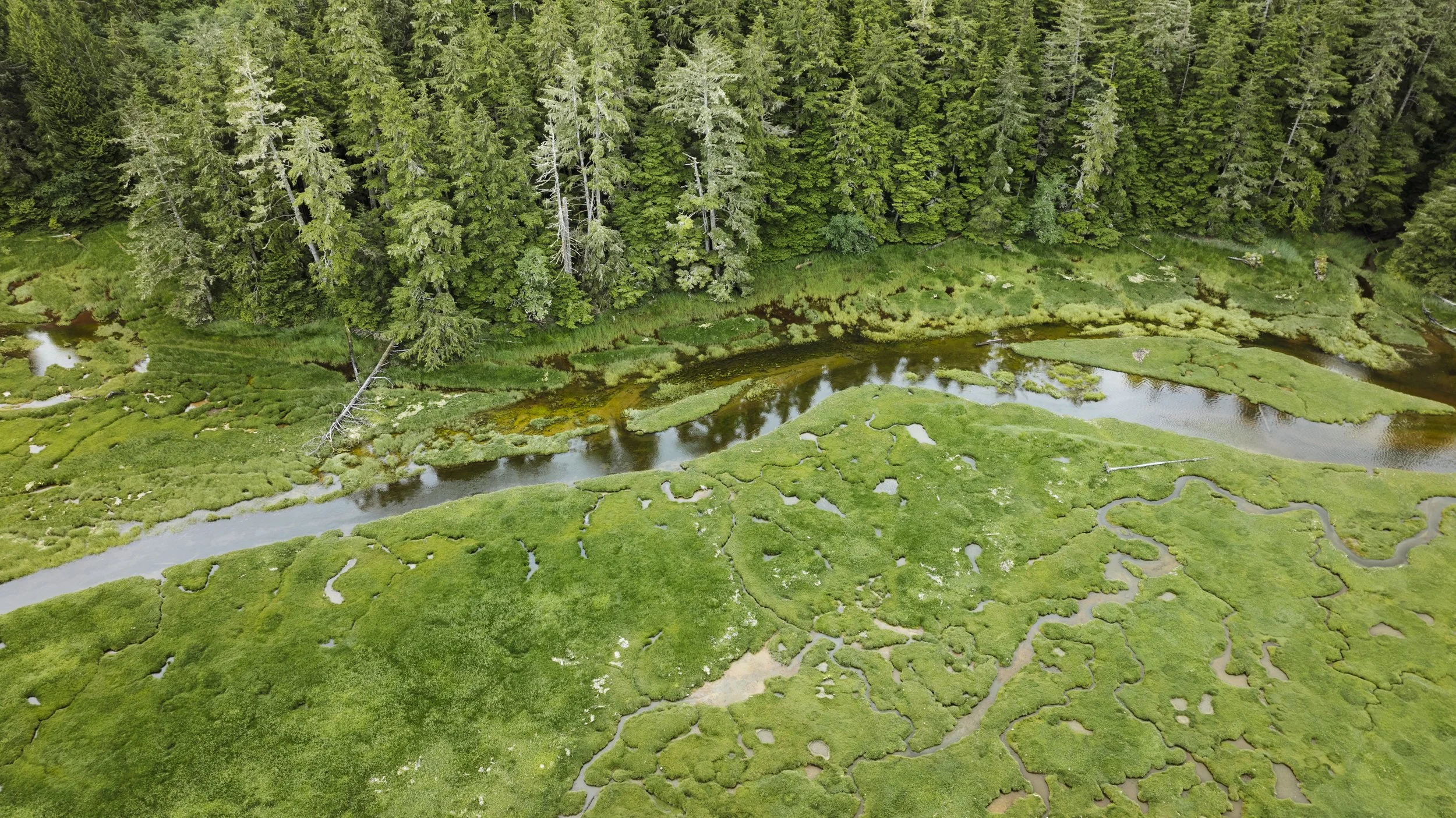2407-AgatheBernard-TreeofLife-139.jpg
