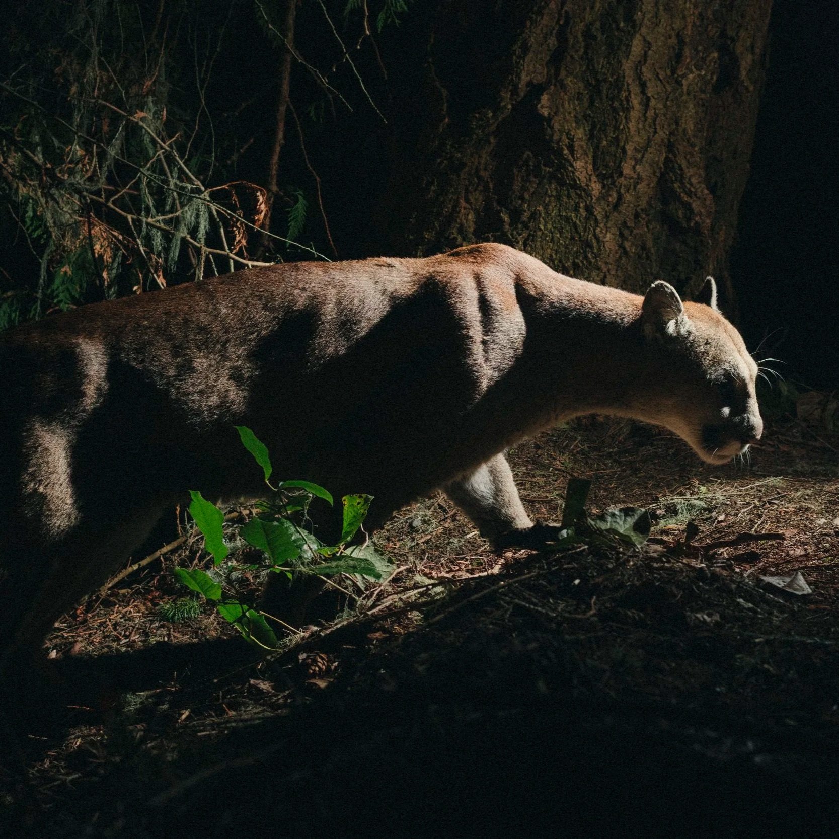 wildlife photographer