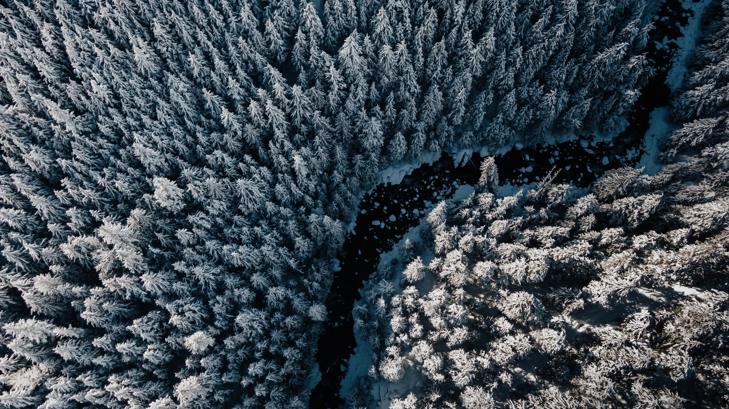 Snowforest.jpg