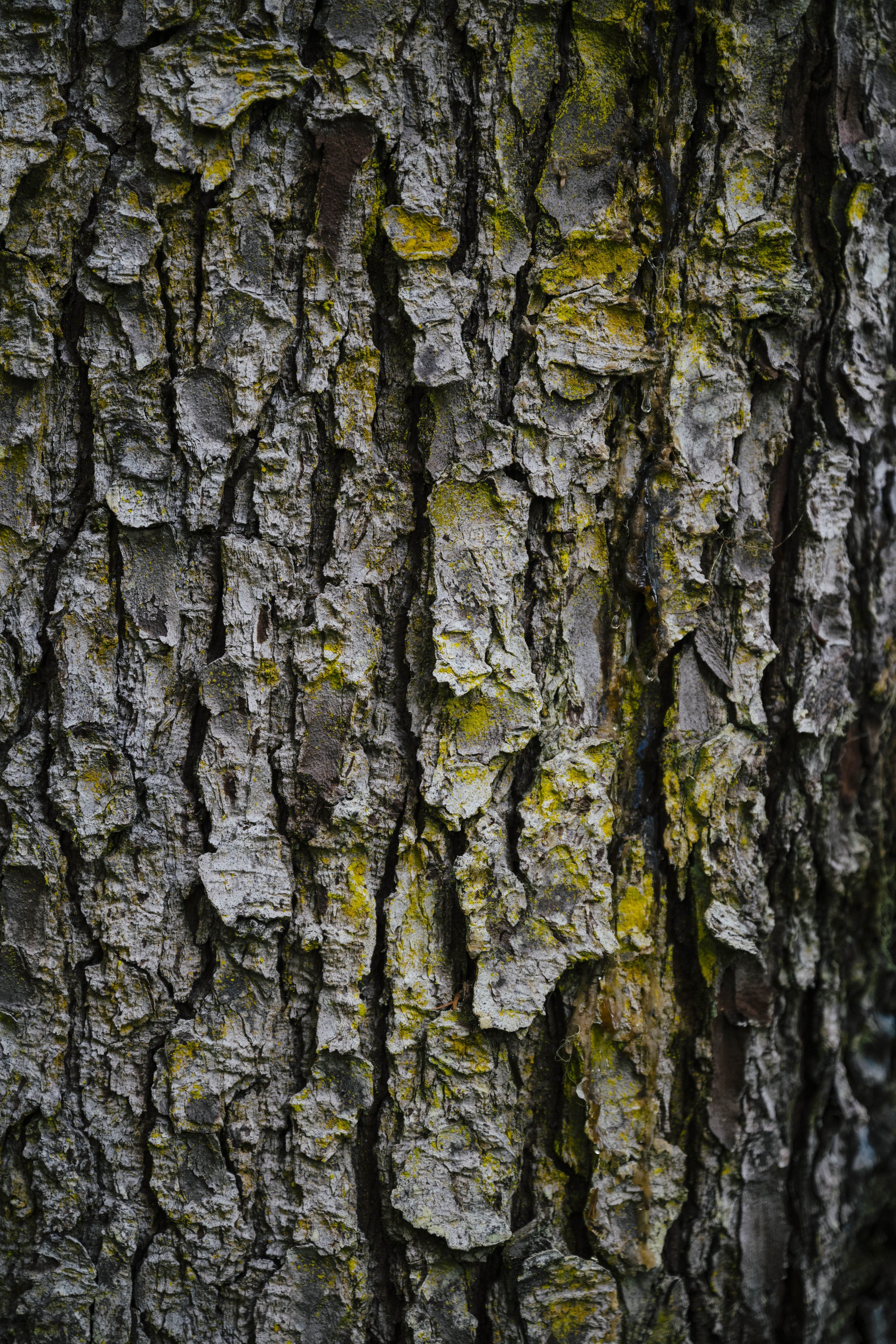 240614-17-AgatheBernard-FloresIsland-TrailBuilding-179.jpg