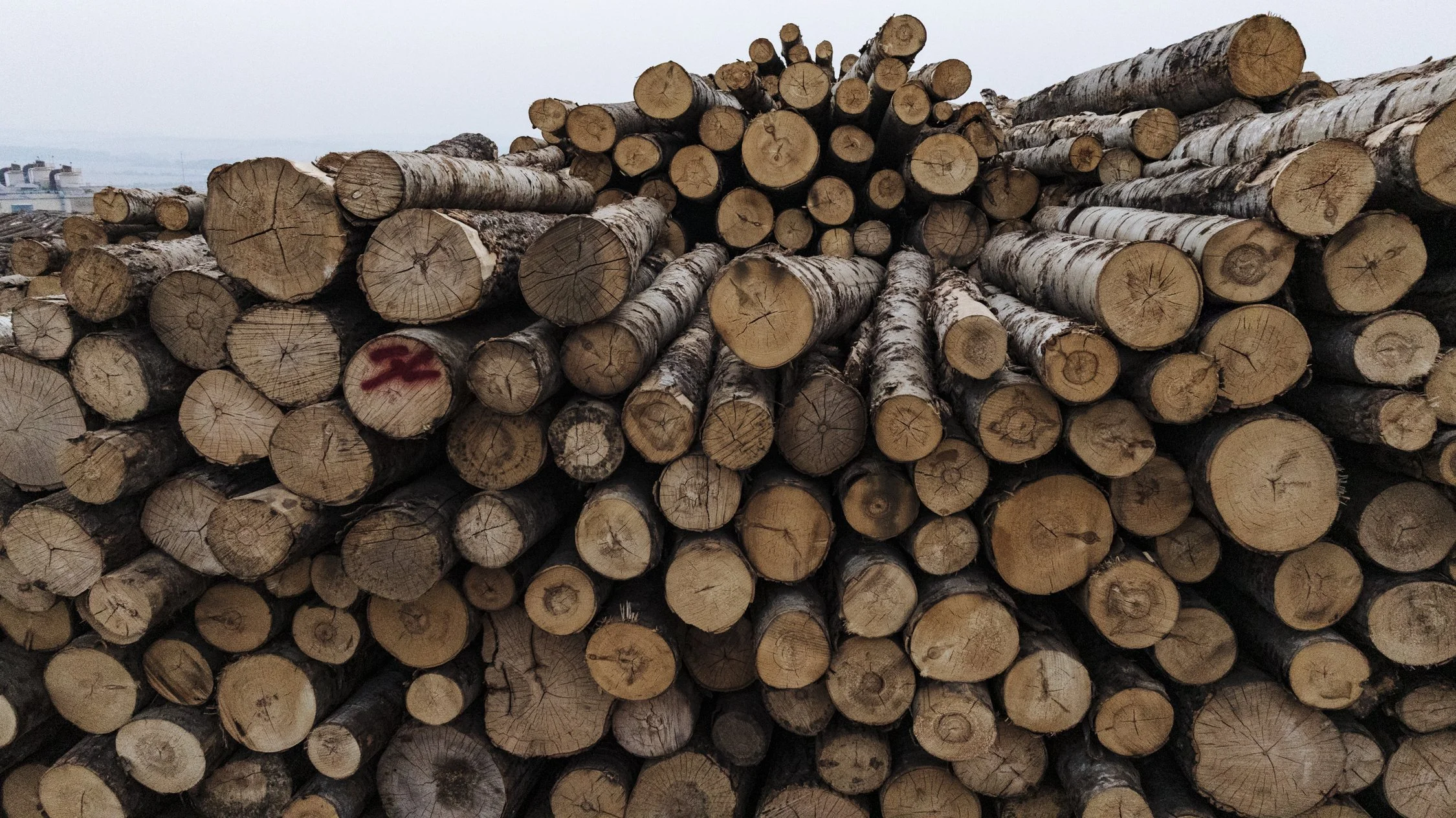 Bernard_Agathe_ENVIRO_250701_Climate_Old Growth Protection--13.jpg