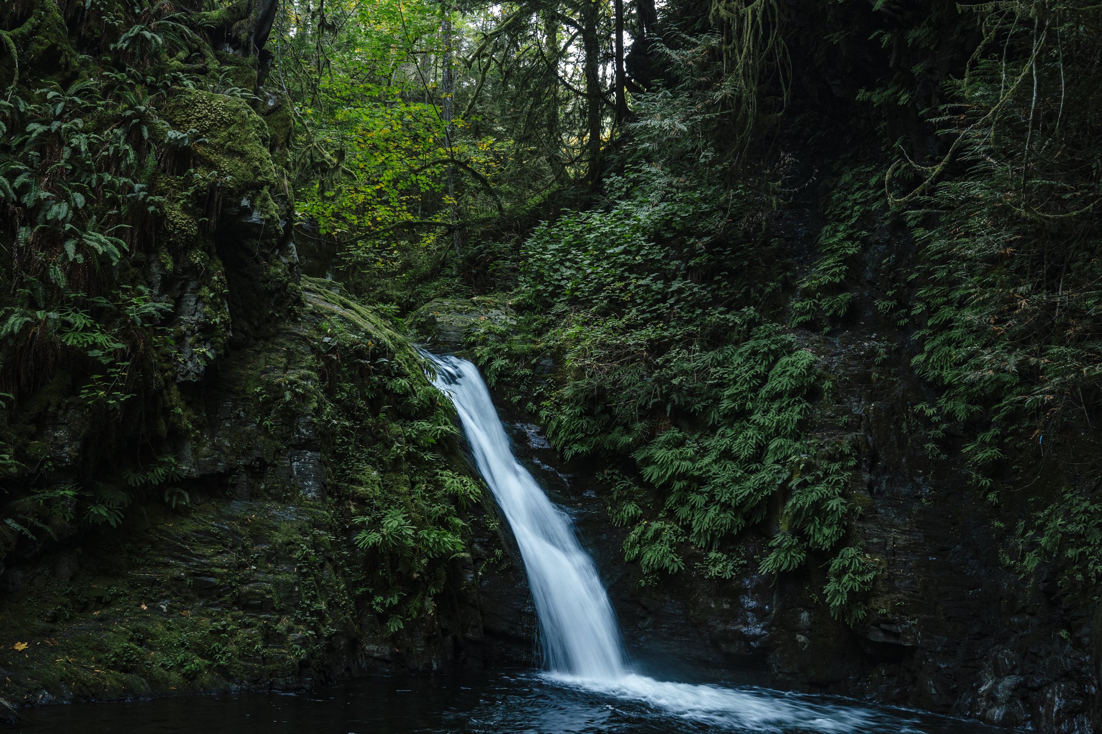 Bernard_Agathe_ENVIRO_250701_Climate_Old Growth Protection-5319.jpg