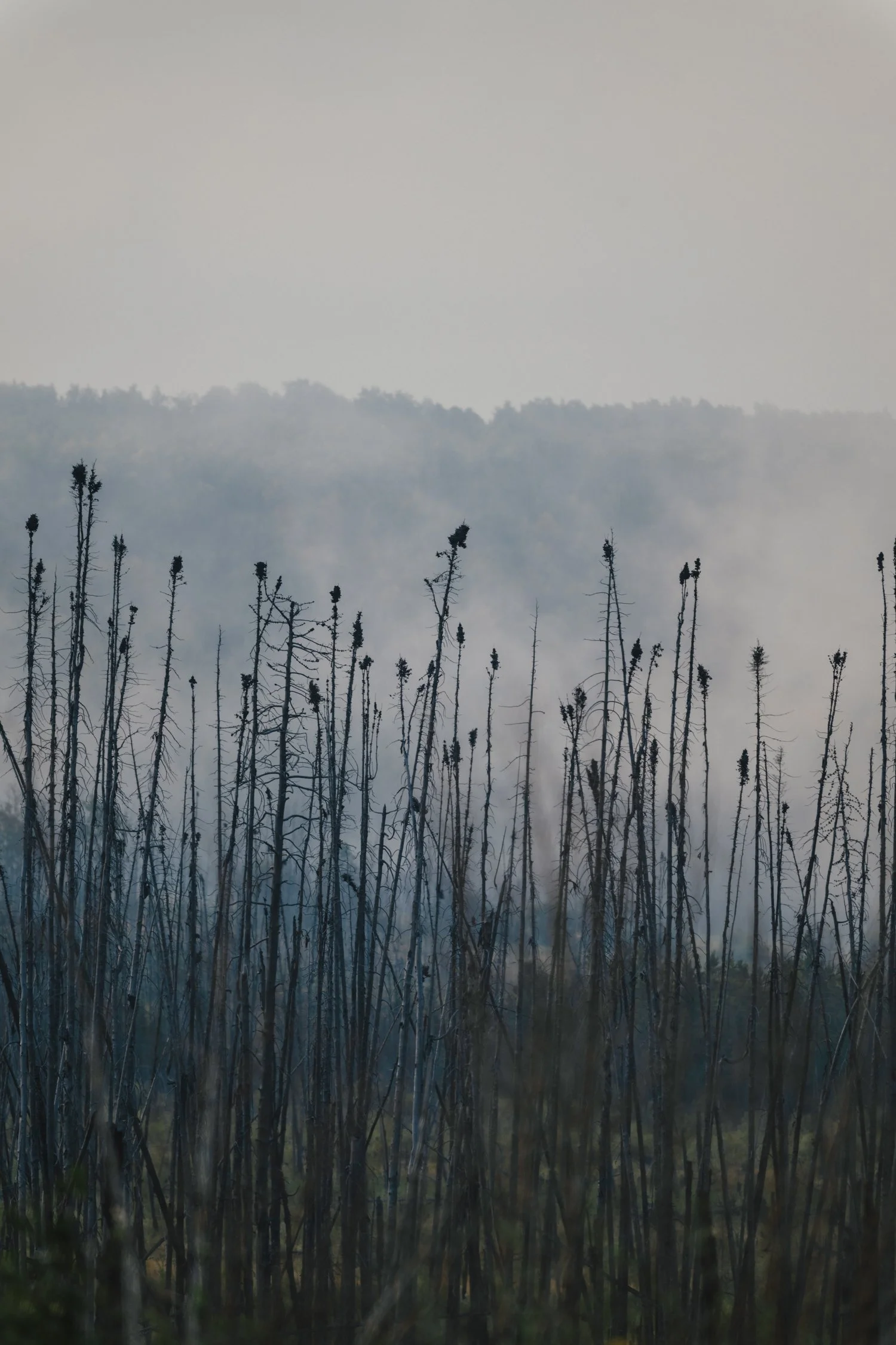 Bernard_Agathe_ENVIRO_250701_Climate_Old Growth Protection-3802.jpg