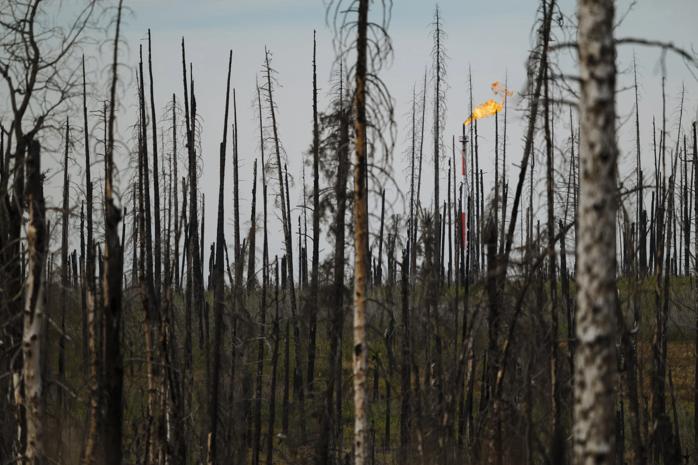 Bernard_Agathe_ENVIRO_250701_Climate_Old Growth Protection-3528.jpg