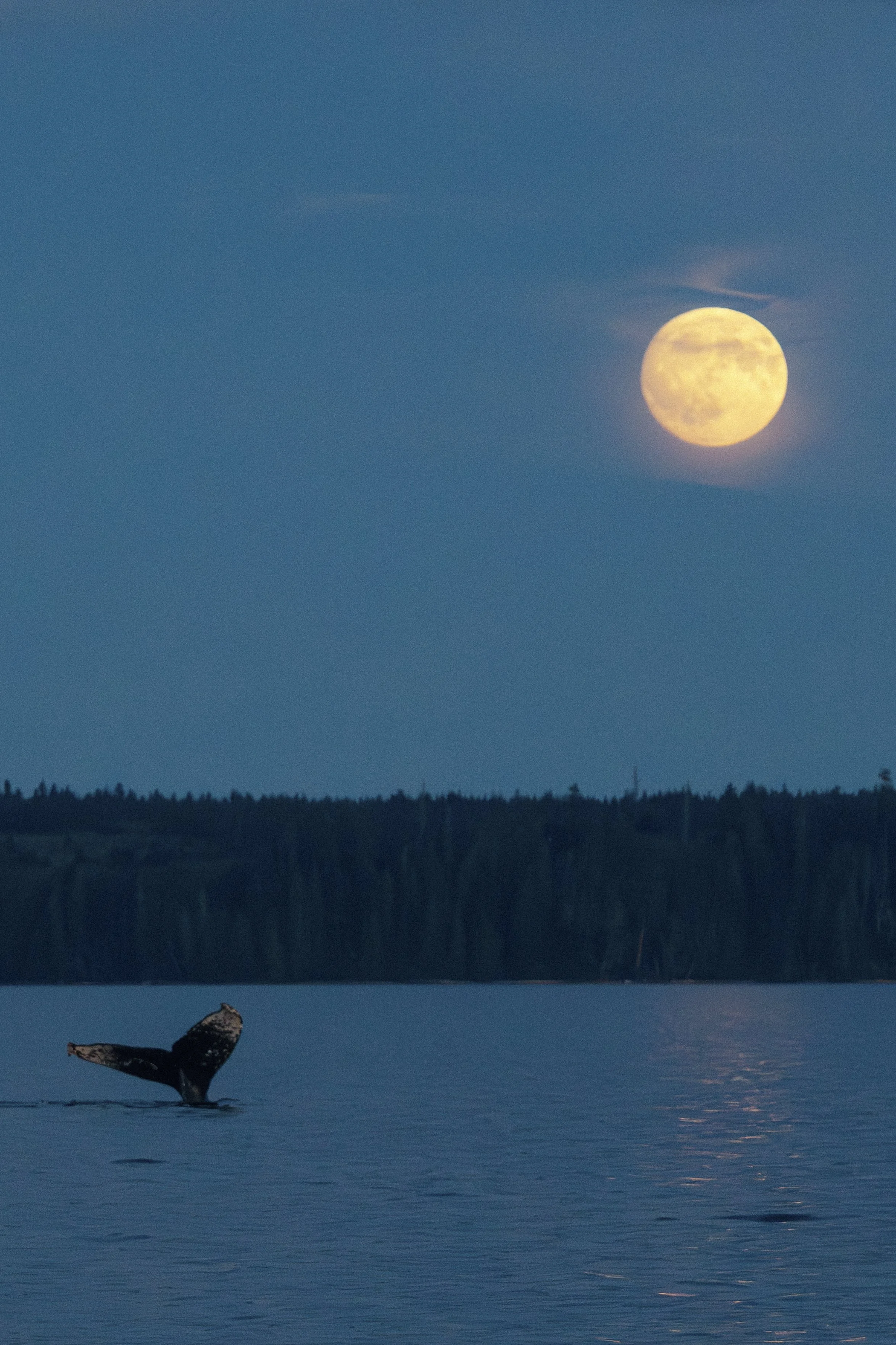250826-WildlifefromtheWaterVancouverIsland-7671.jpg