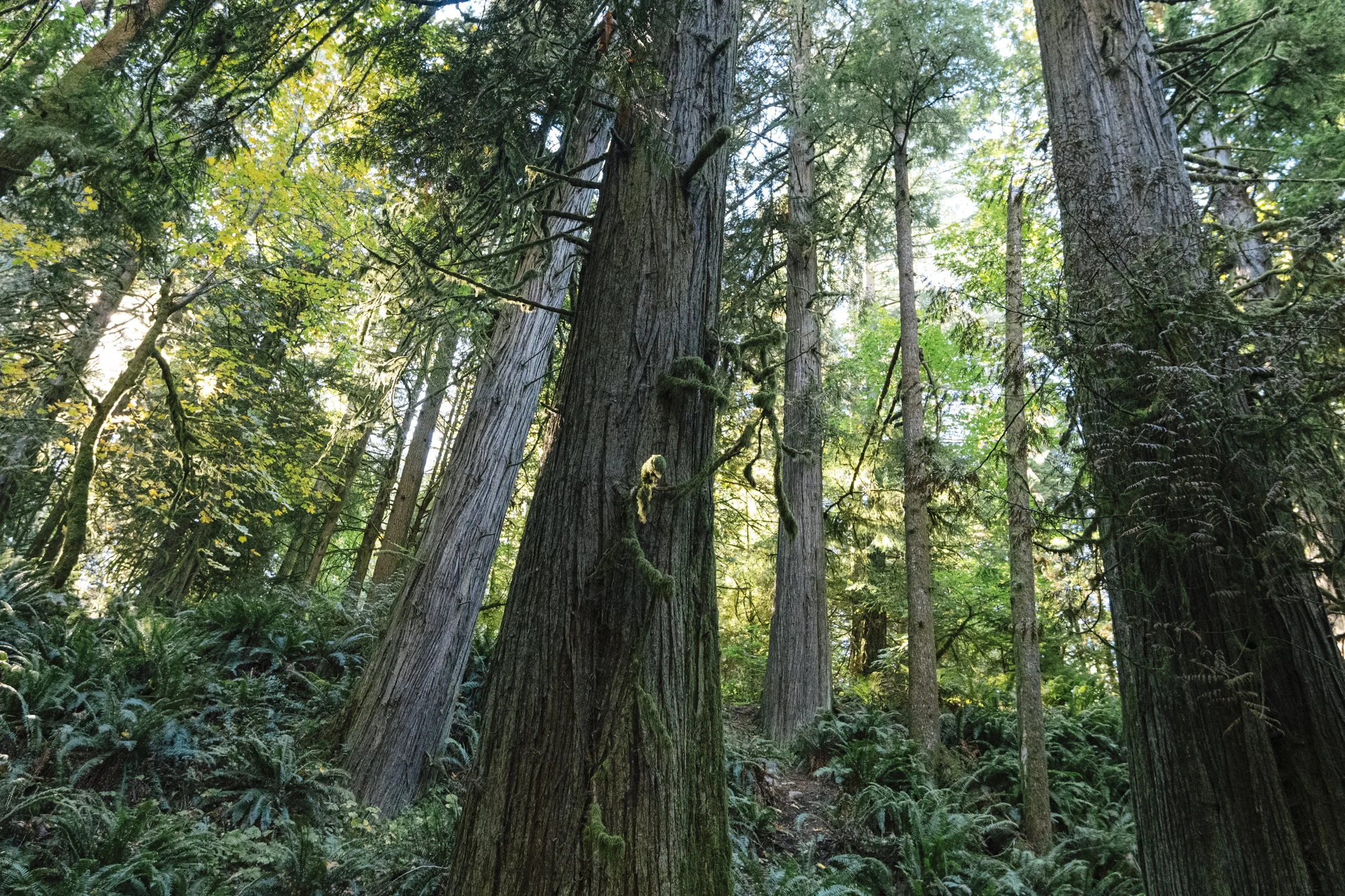 Bernard_Agathe_ENVIRO_250701_Climate_Old Growth Protection-4991.jpg