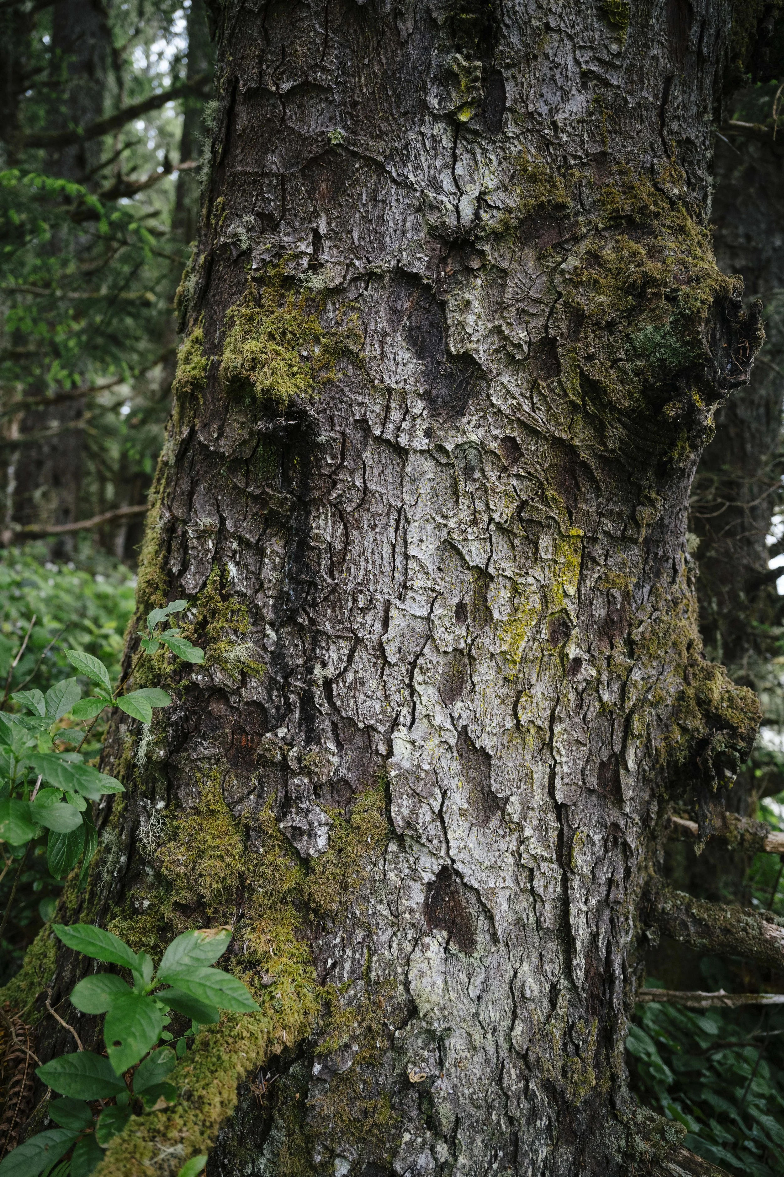 AgatheBernard-Rainforest-9.jpg