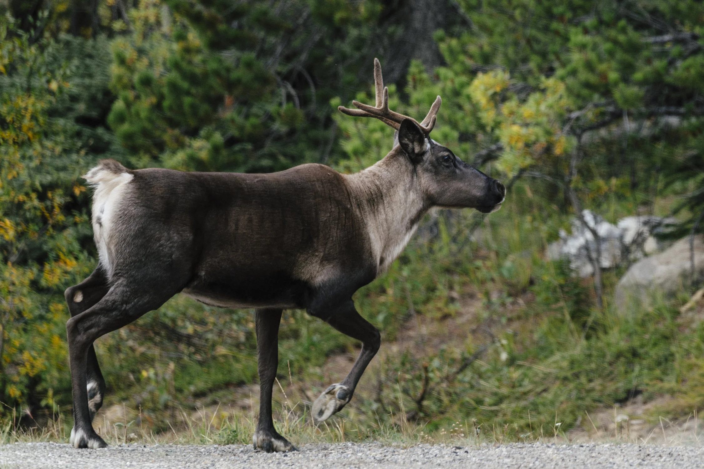 Bernard_Agathe_ENVIRO_250701_Climate_Old Growth Protection-3657.jpg