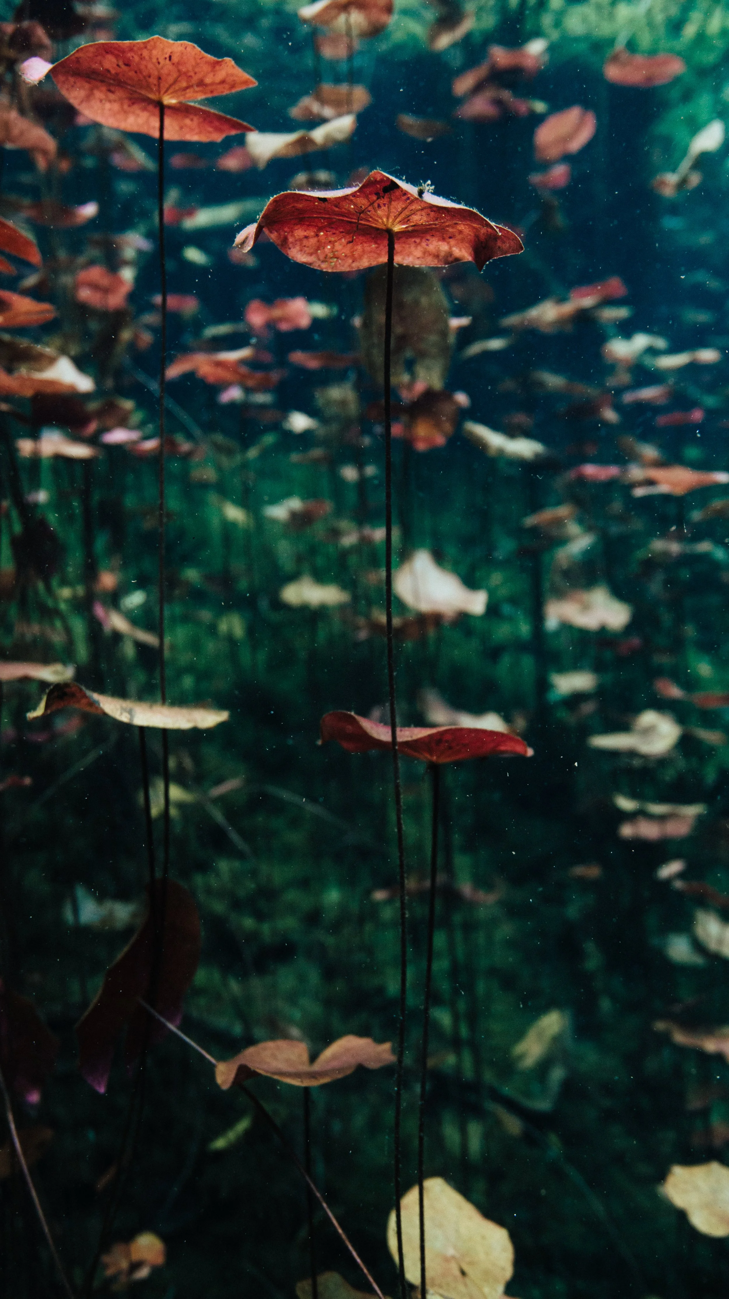 UnderwaterGarden.jpg