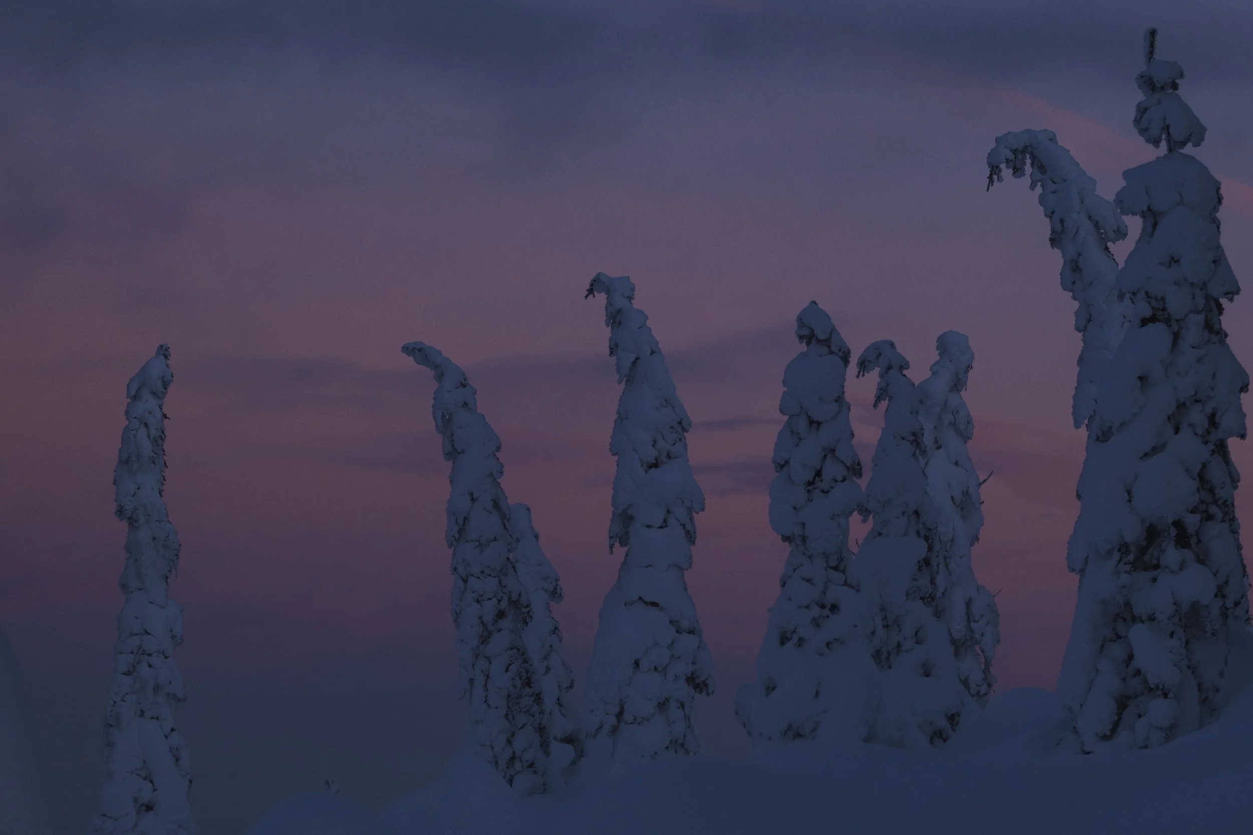 SunsetFairysnowyTree-7.jpg