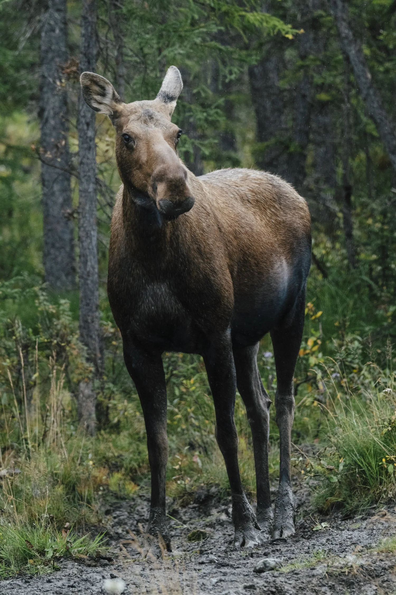Bernard_Agathe_ENVIRO_250701_Climate_Old Growth Protection-3723.jpg