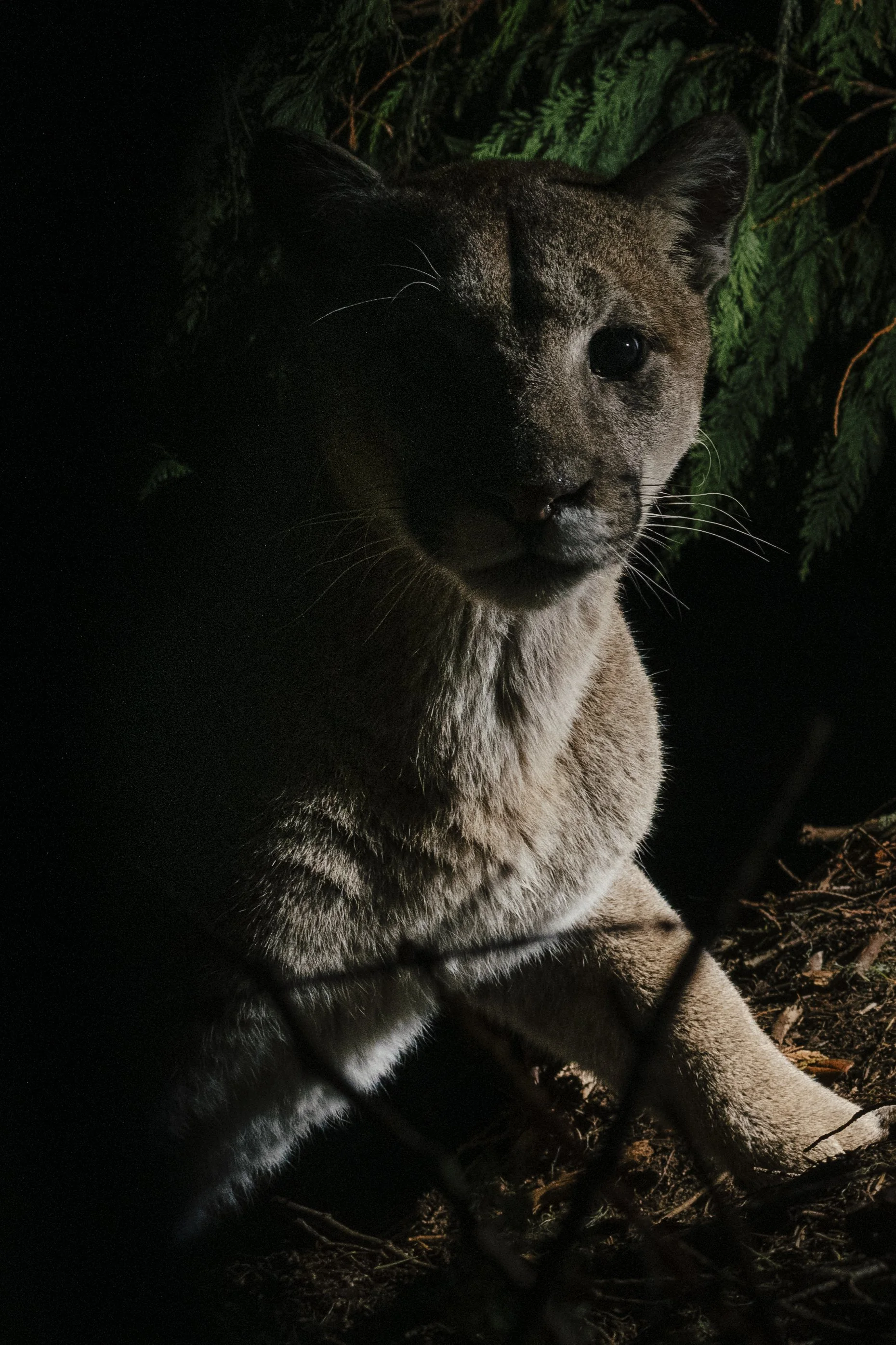 AgatheBernard-cougar-1604.jpg