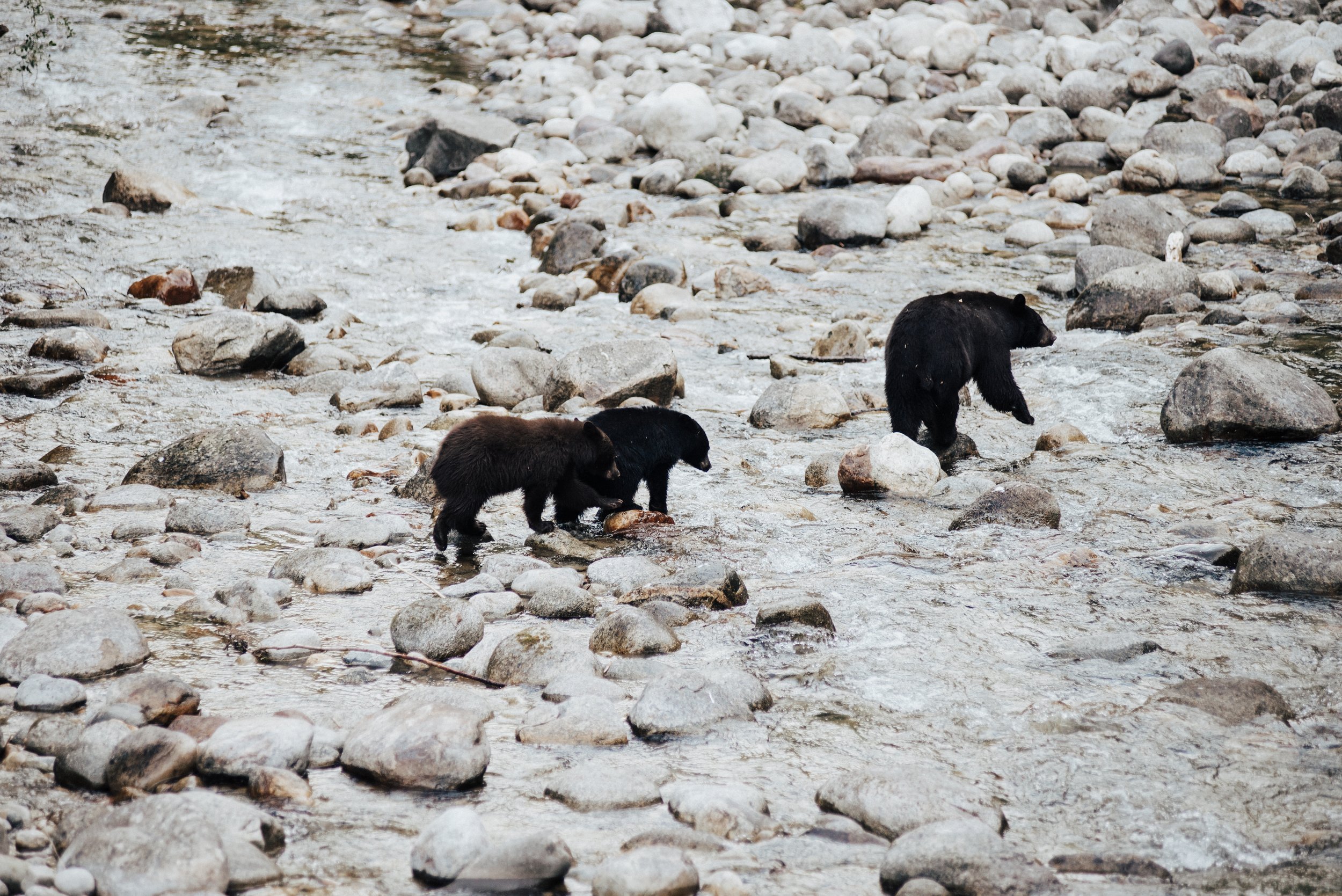Bernard_Agathe_RIVERS-Kookanee_ABP9933.jpg