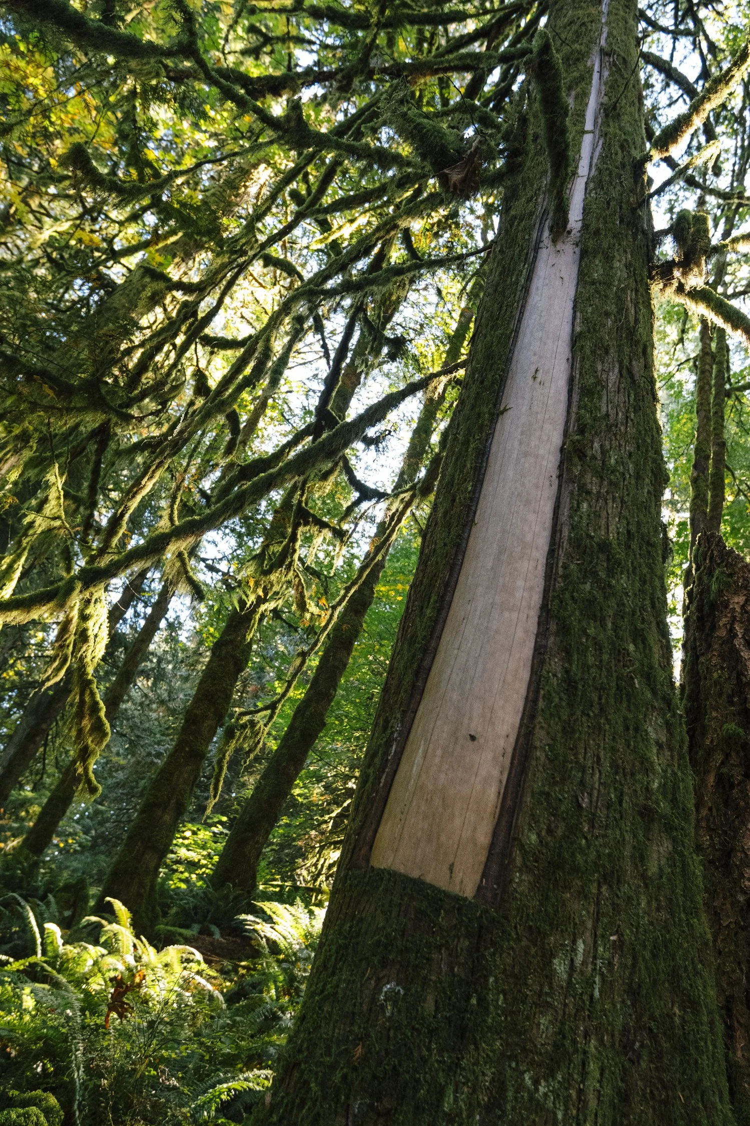 Bernard_Agathe_ENVIRO_250701_Climate_Old Growth Protection-4875.jpg