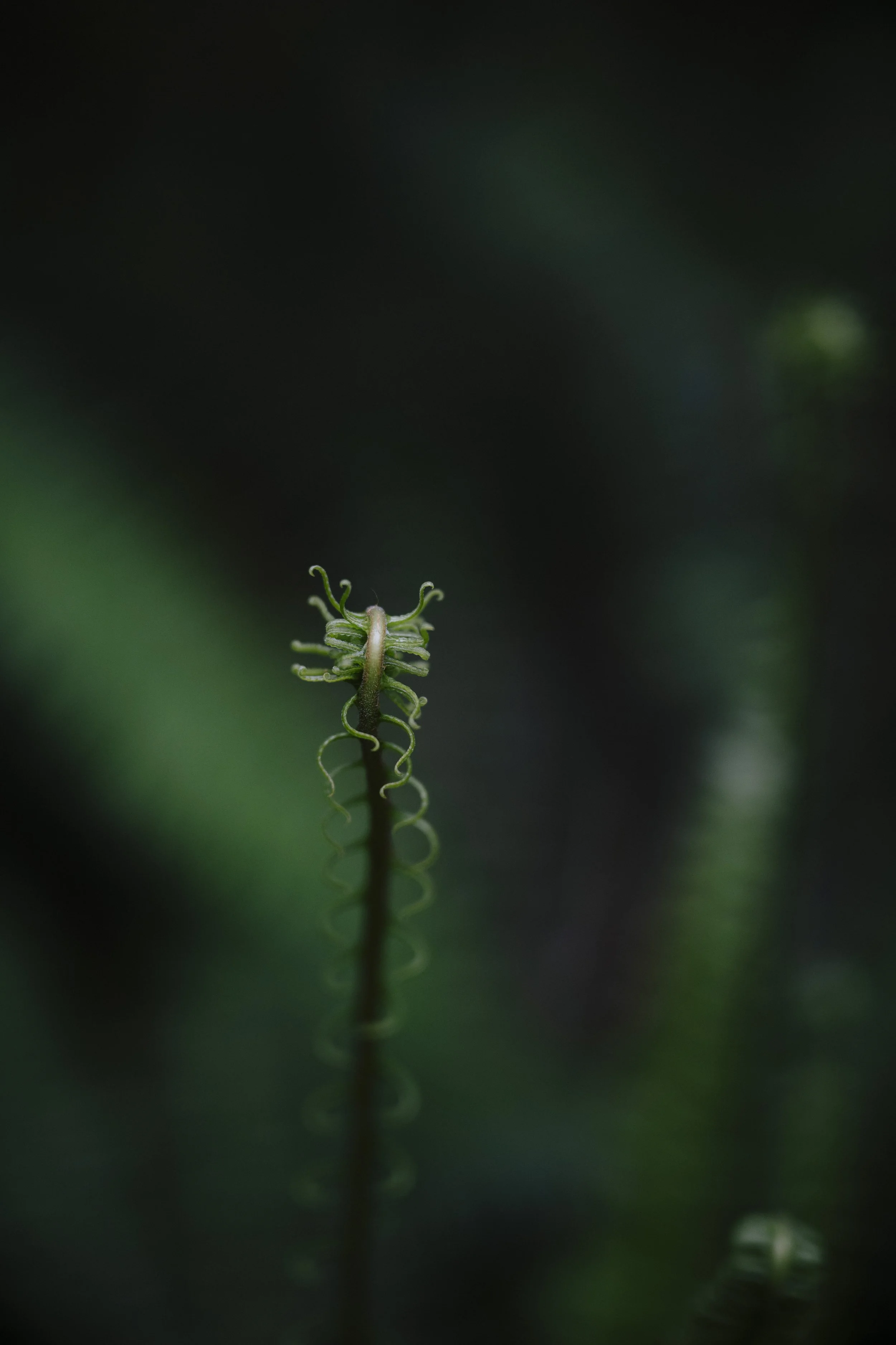 AgatheBernard-Rainforest-7.jpg
