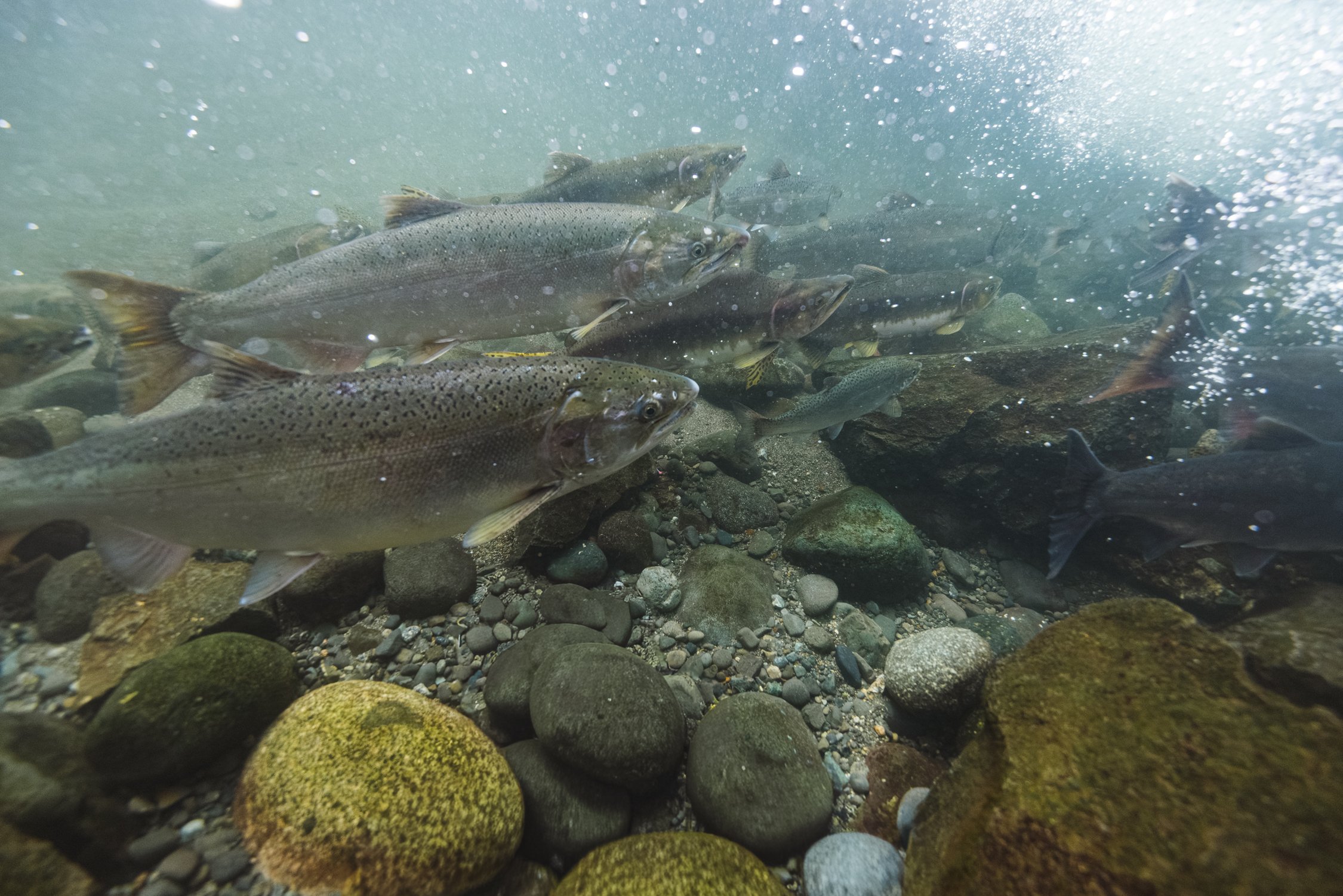 Bernard_Agathe_ENVIRO_250701_Climate_Old Growth Protection-7640.jpg