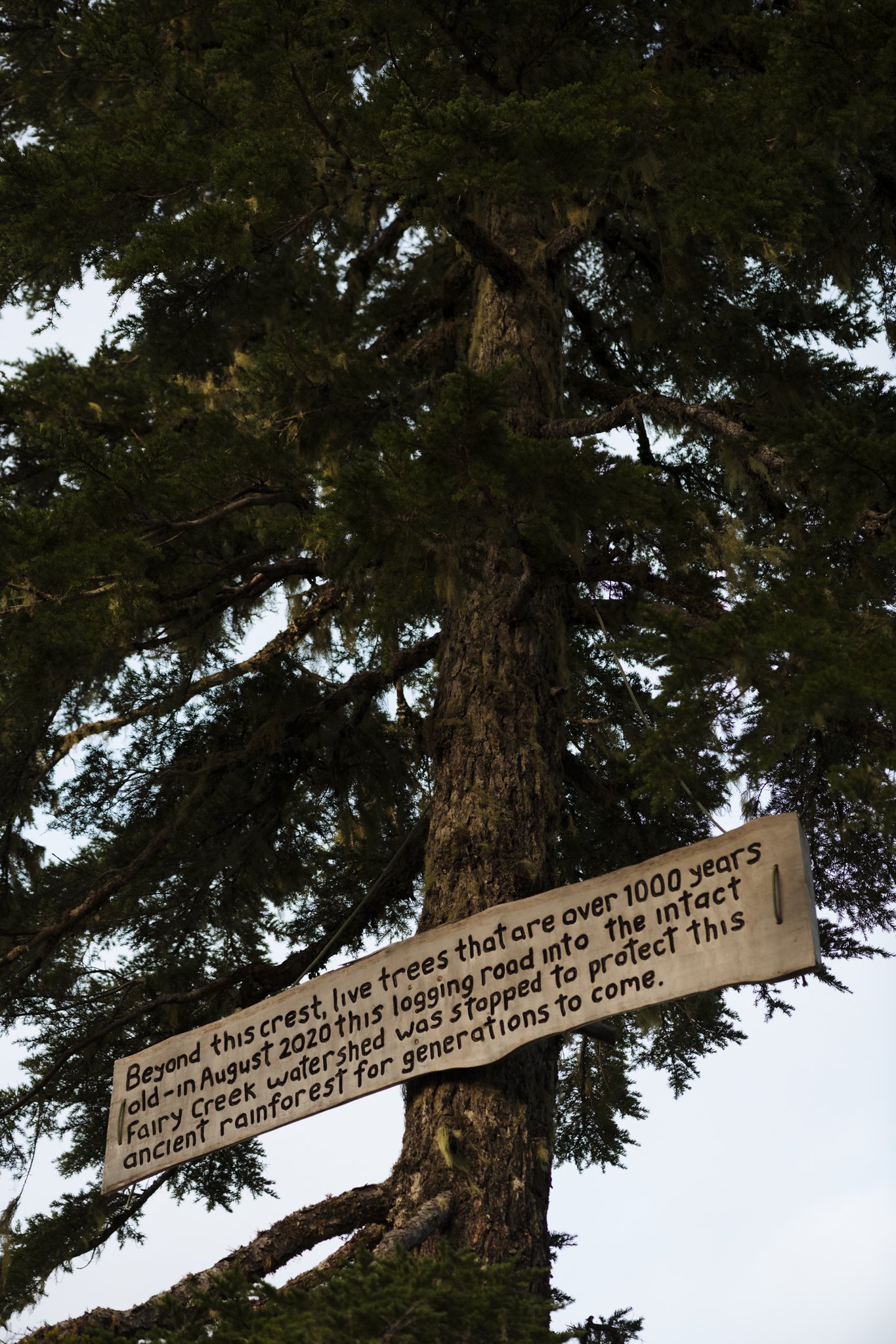 AgatheBernard-FairyCreek-40.jpg