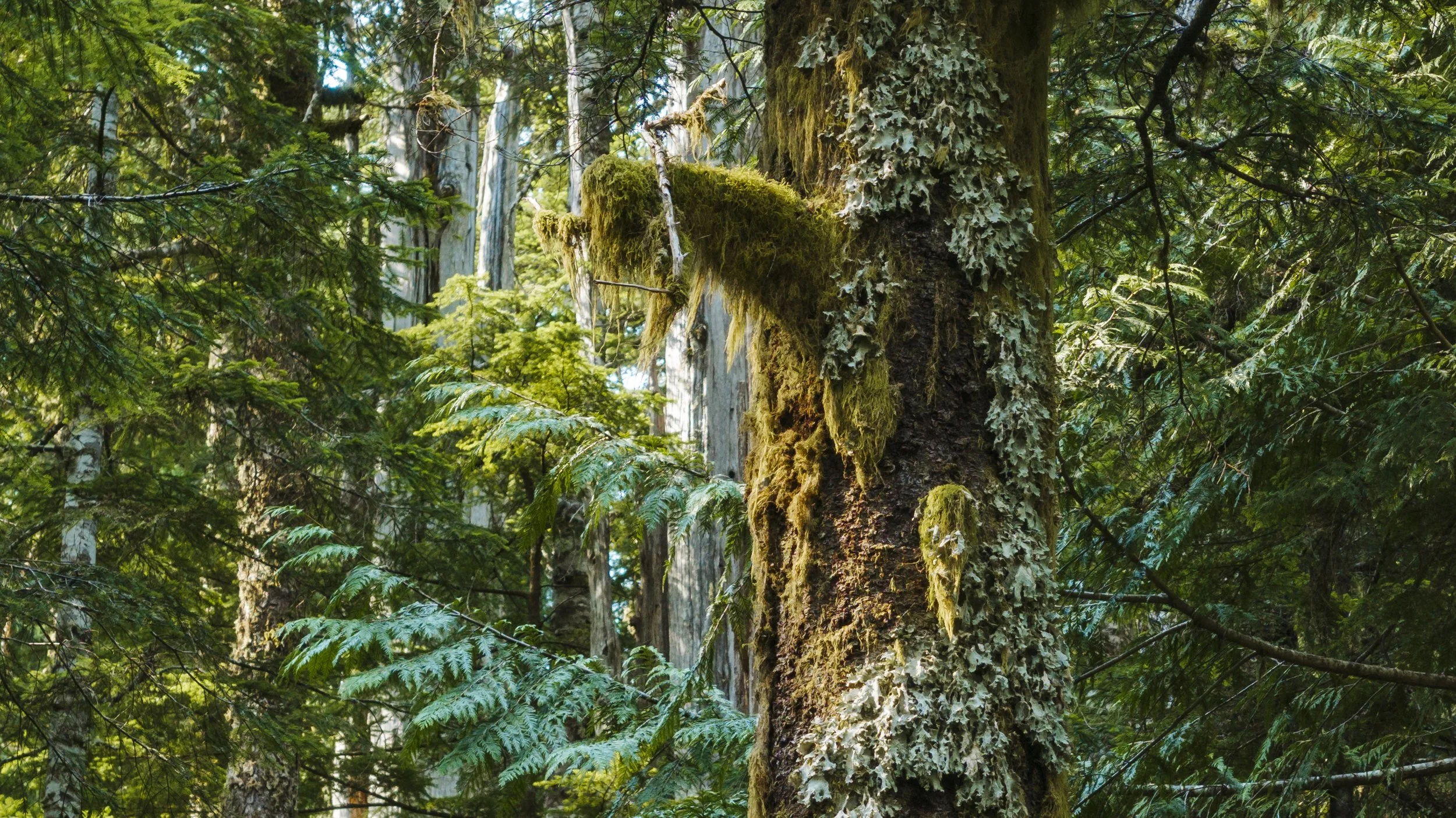 AgatheBernard-Rainforest-30.jpg