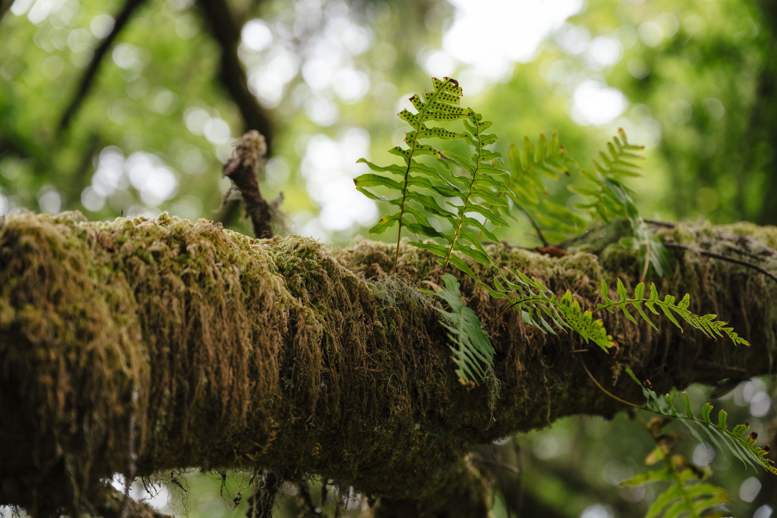240614-17-AgatheBernard-FloresIsland-TrailBuilding-176.jpg