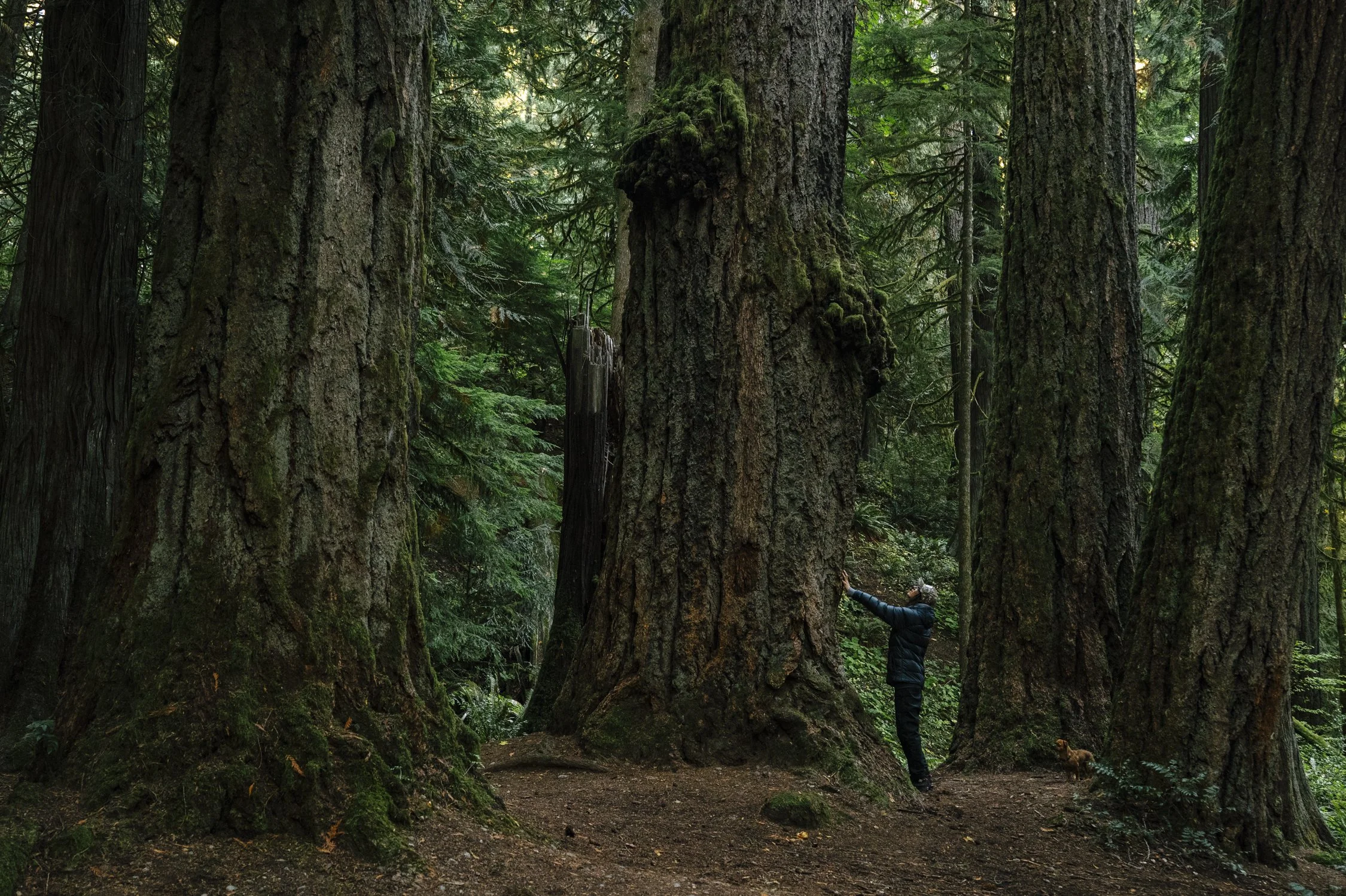 Bernard_Agathe_ENVIRO_250701_Climate_Old Growth Protection-5297.jpg
