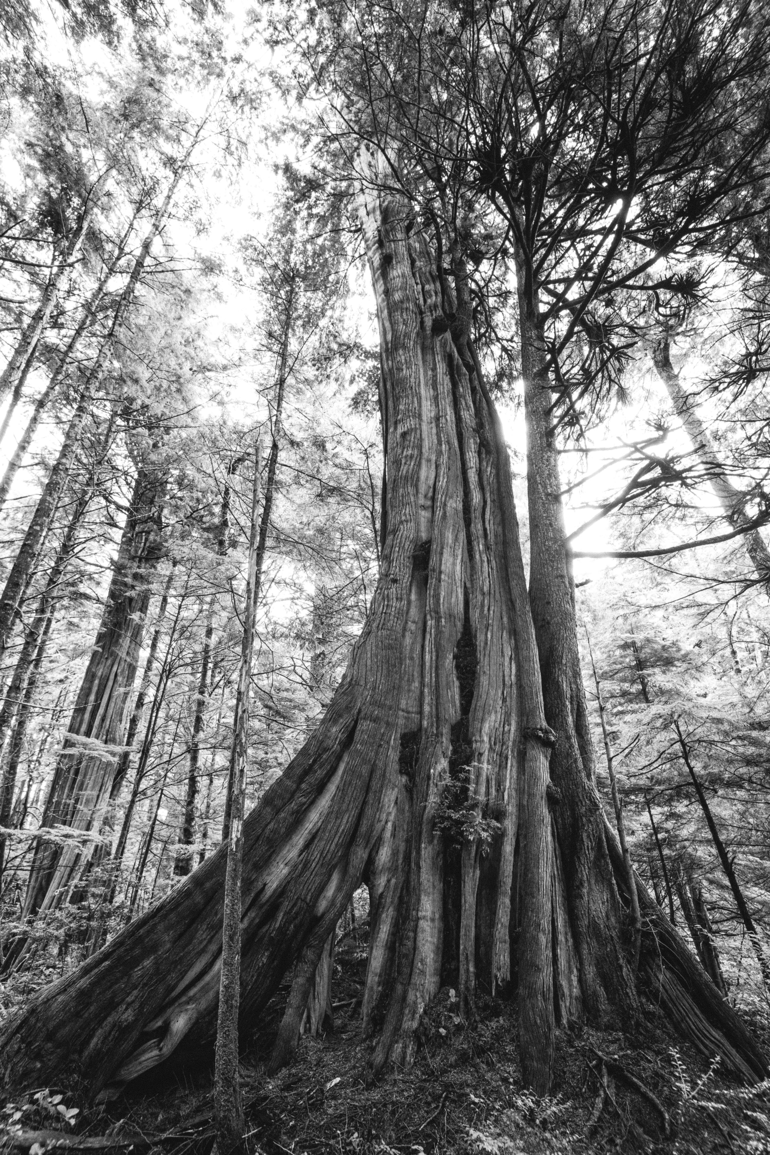 AgatheBernard-Rainforest-16.jpg