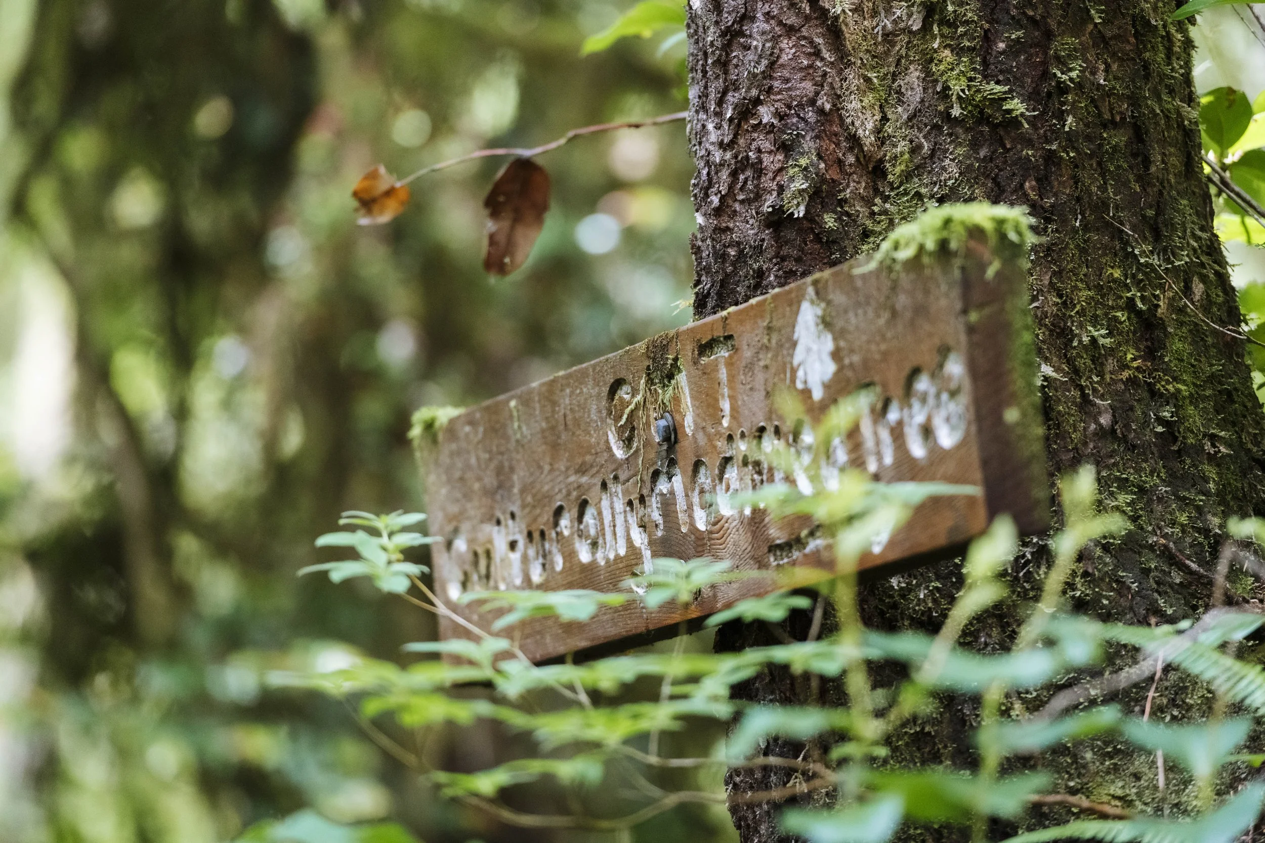 240614-17-AgatheBernard-FloresIsland-TrailBuilding-80.jpg