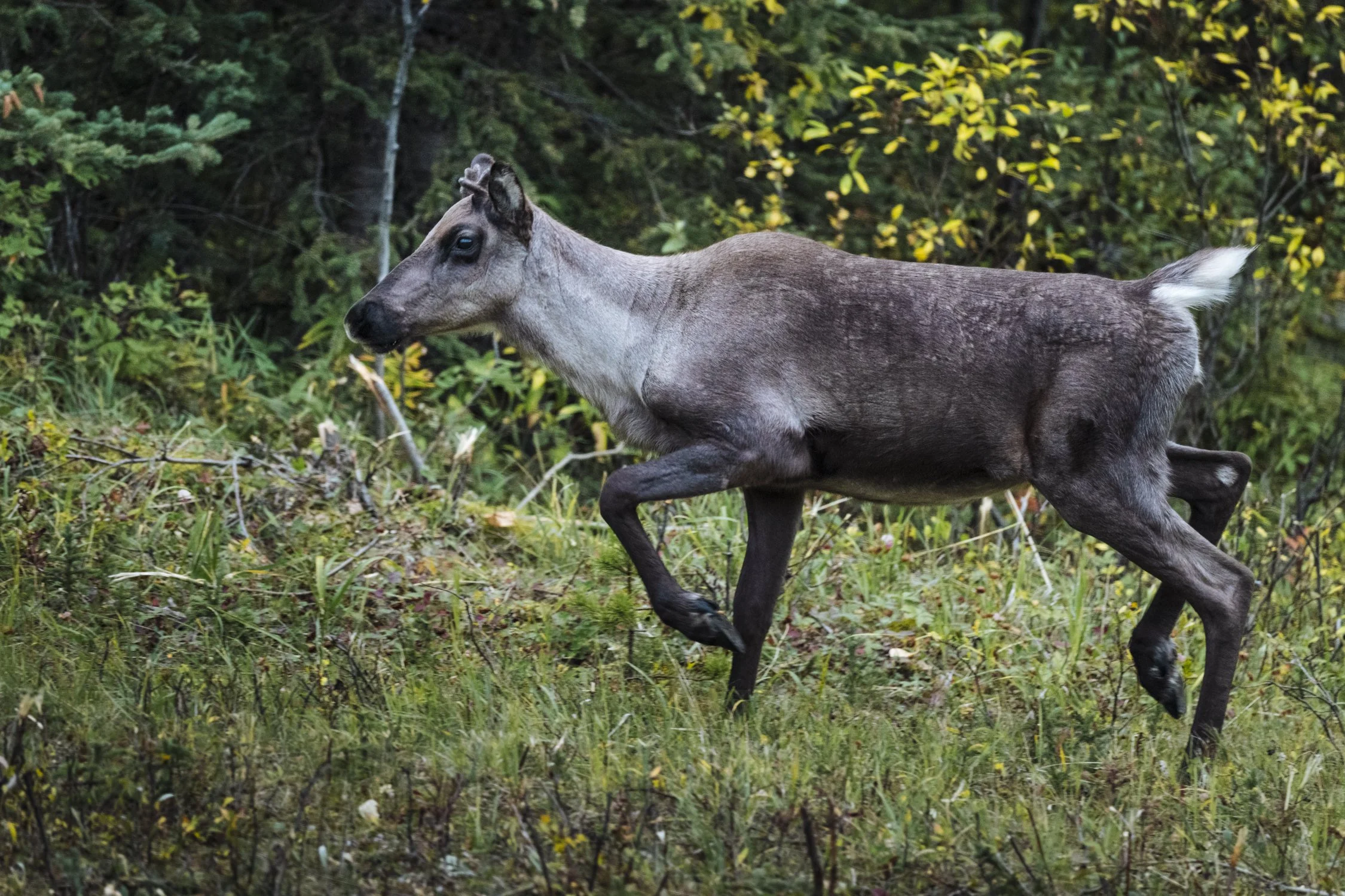 Bernard_Agathe_ENVIRO_250701_Climate_Old Growth Protection-3624.jpg