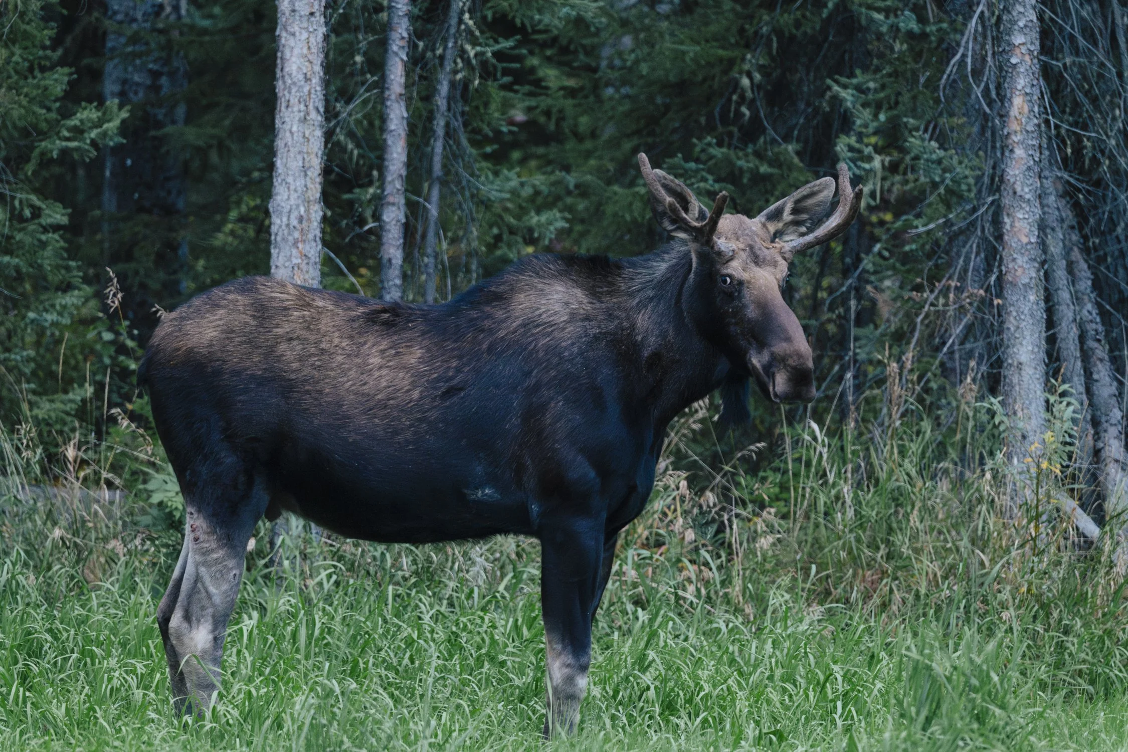 Bernard_Agathe_ENVIRO_250701_Climate_Old Growth Protection-3569.jpg