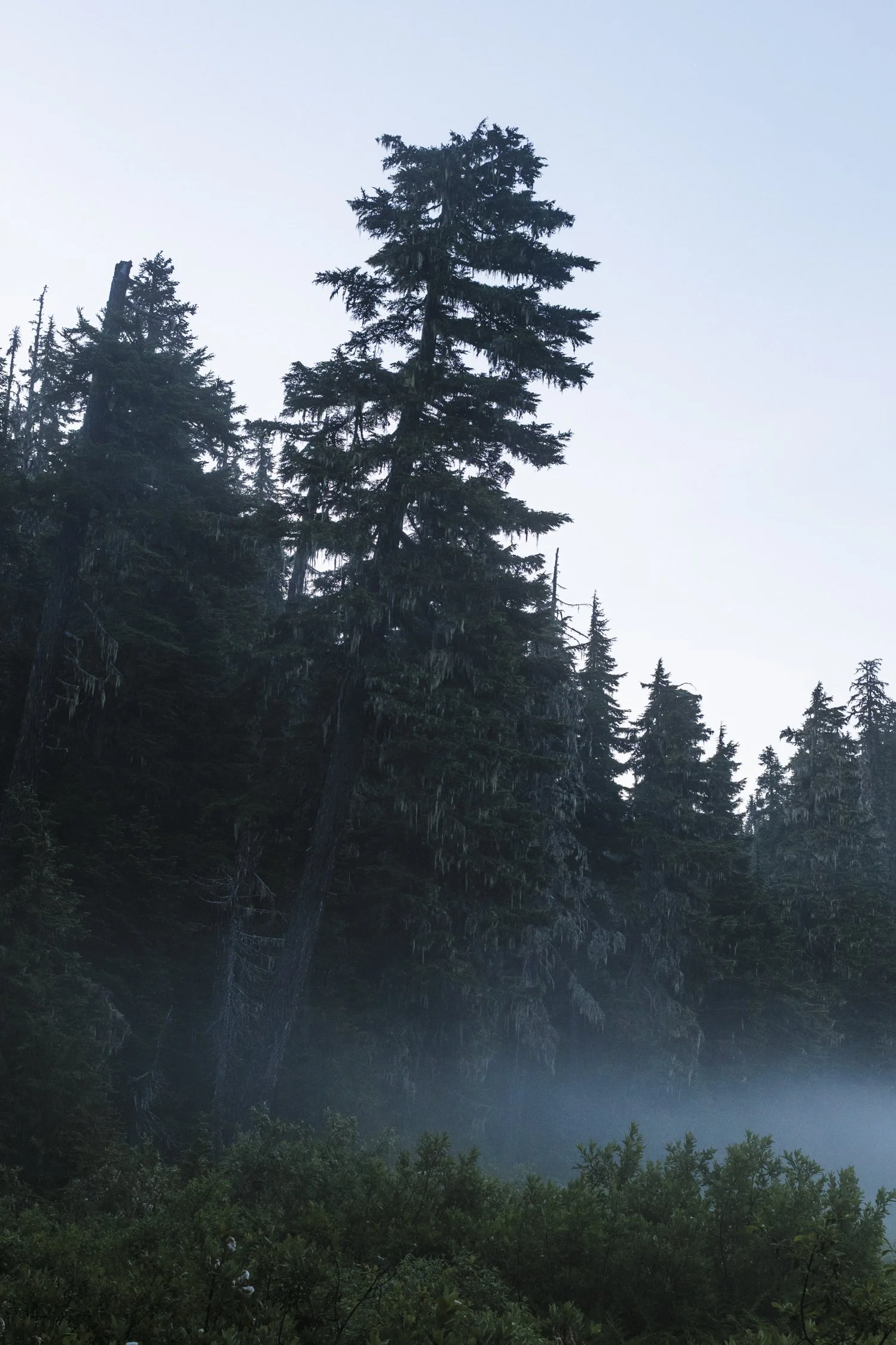 Bernard_Agathe_ENVIRO_250701_ Spotted Owl-3257.jpg