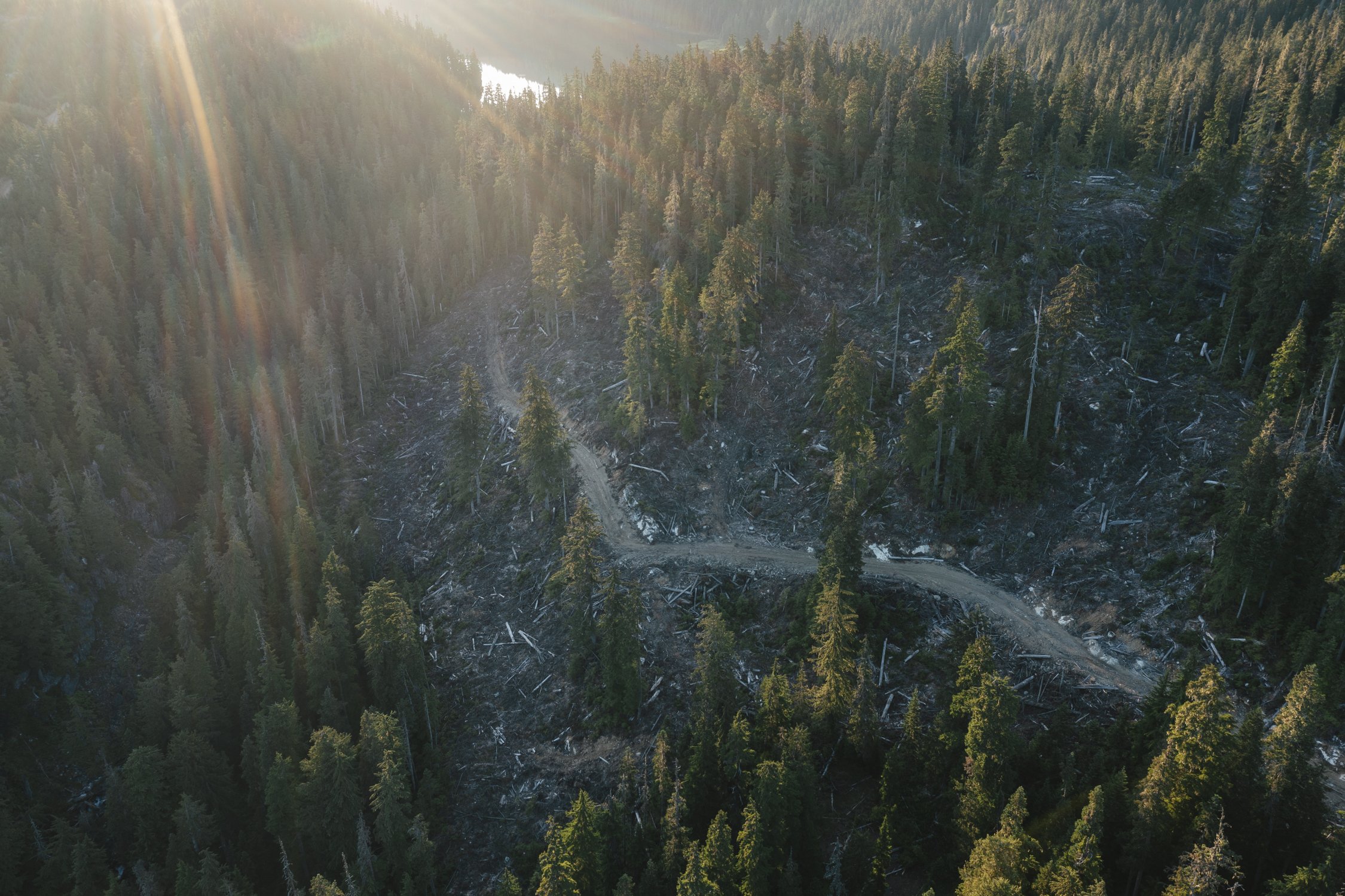 Bernard_Agathe_ENVIRO_250701_ Spotted Owl-0351.jpg