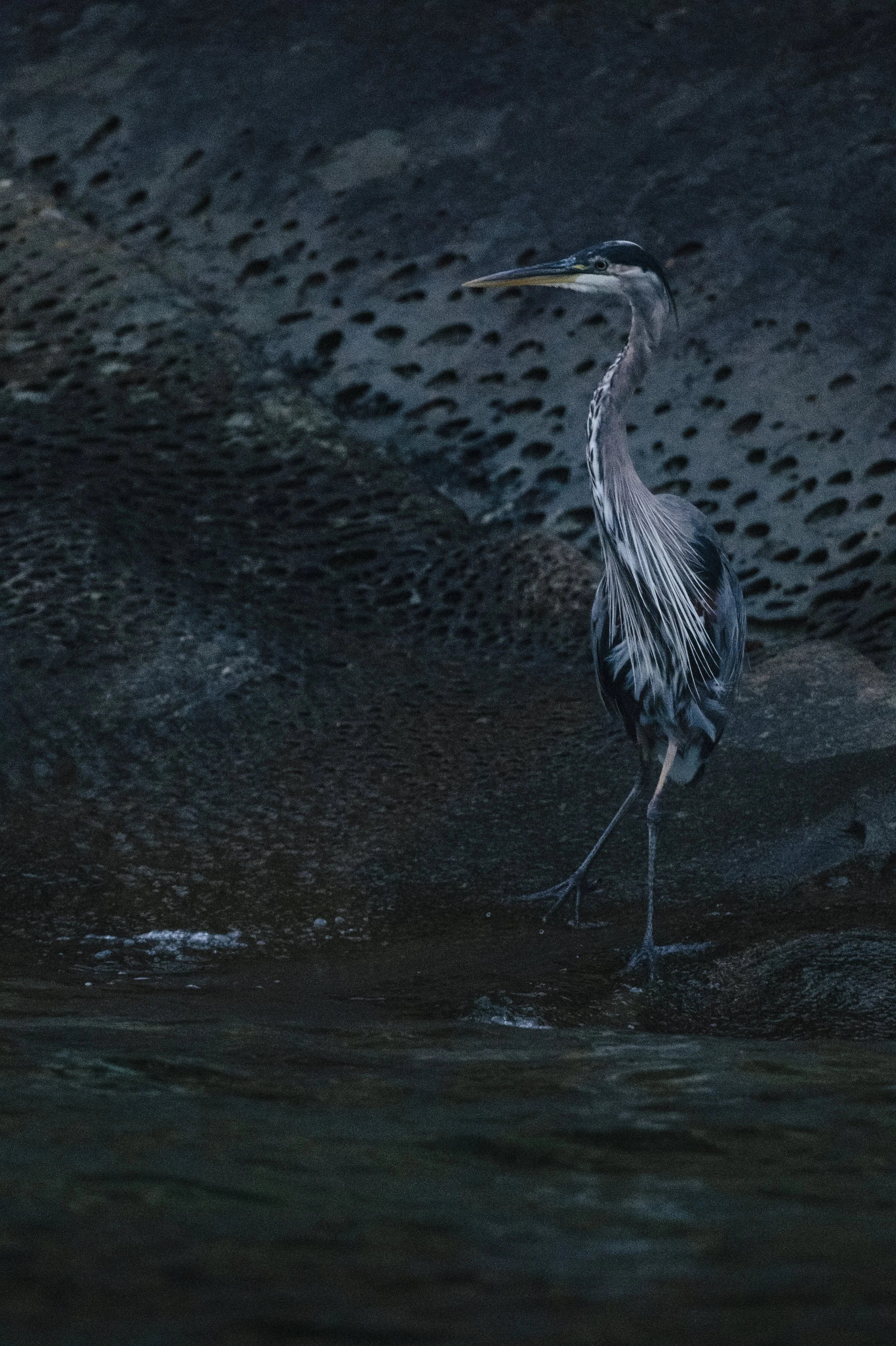 250826-WildlifefromtheWaterVancouverIsland-9483.jpg