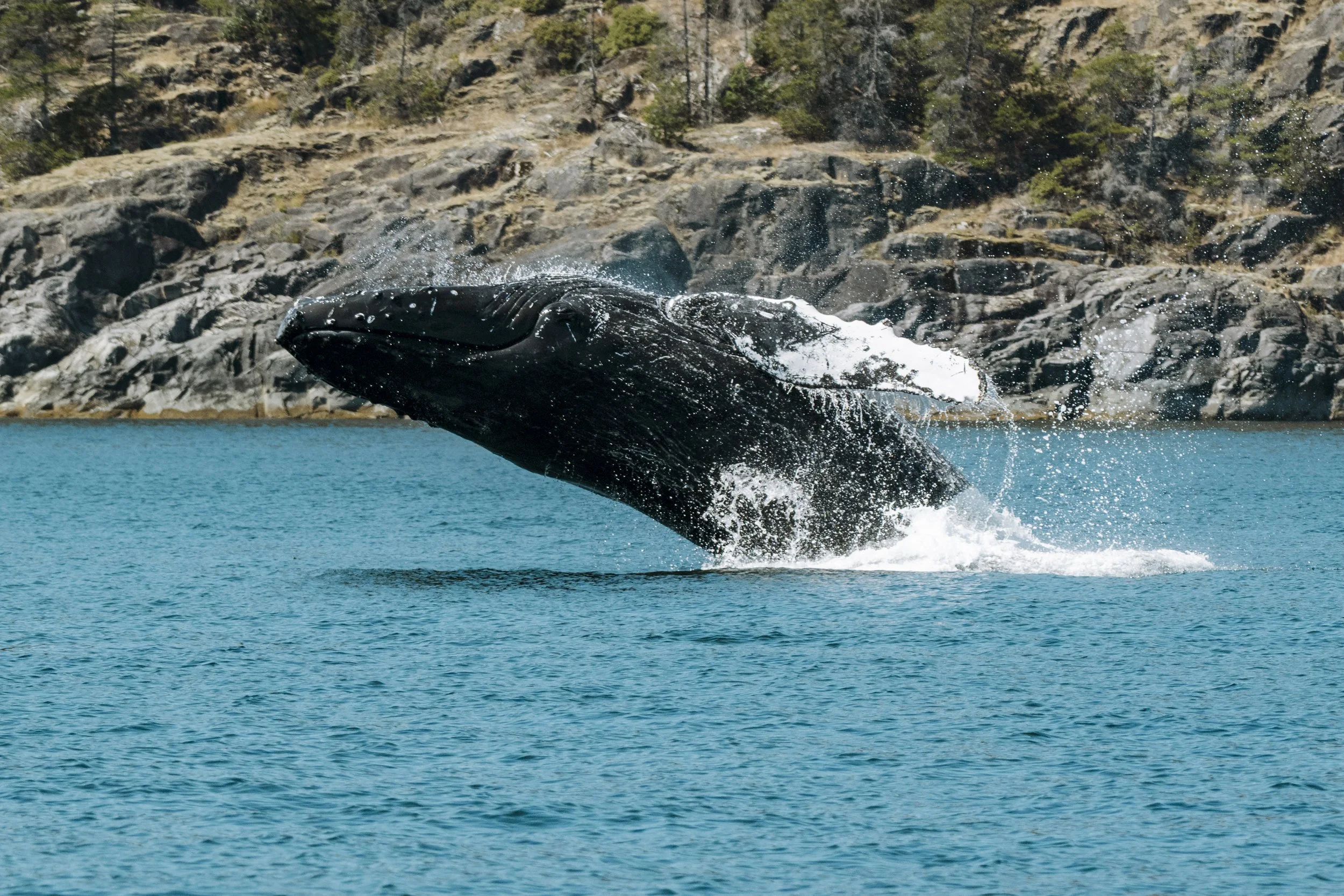 250826-WildlifefromtheWaterVancouverIsland-5850.jpg