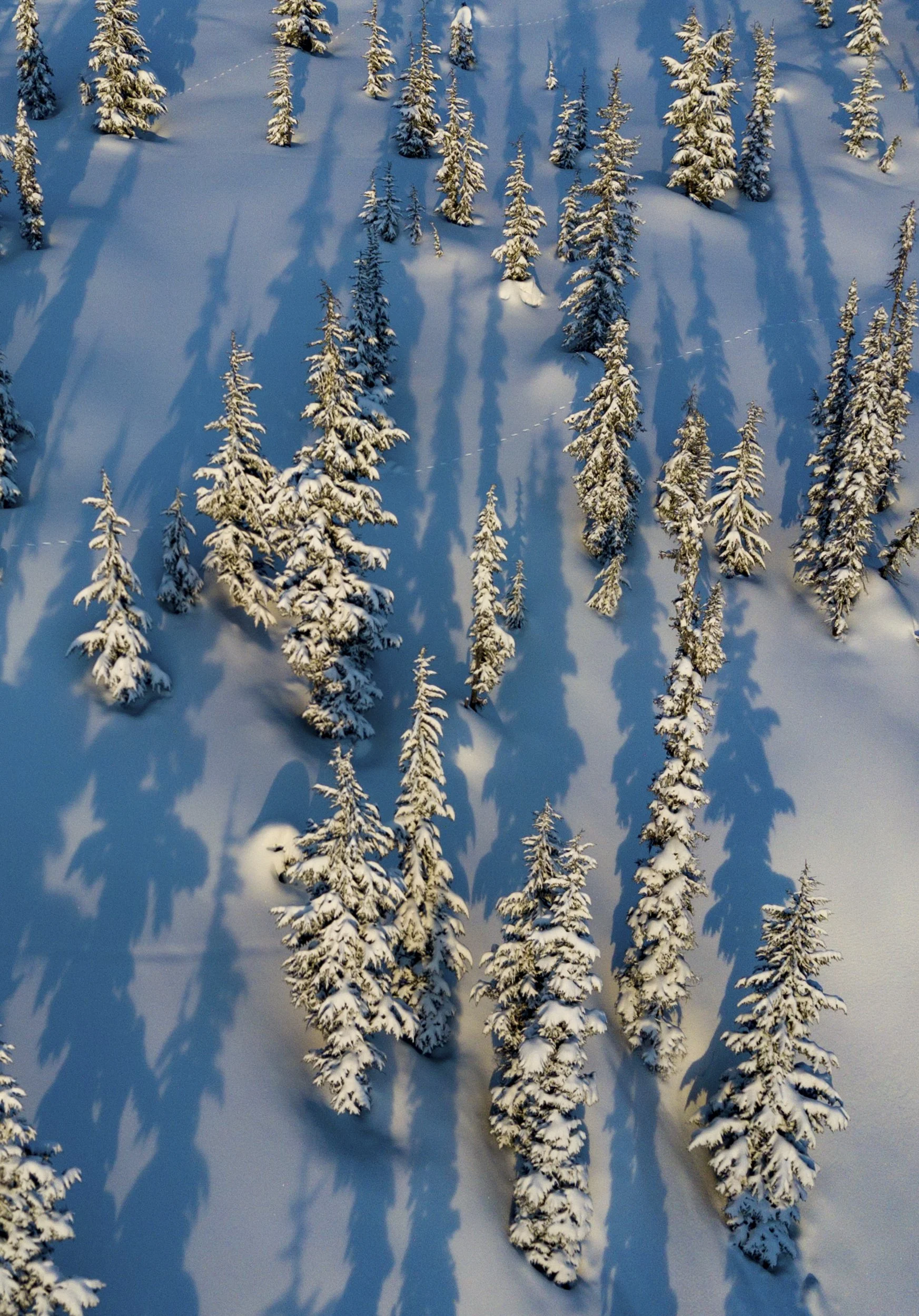 Winter Shadows.JPG