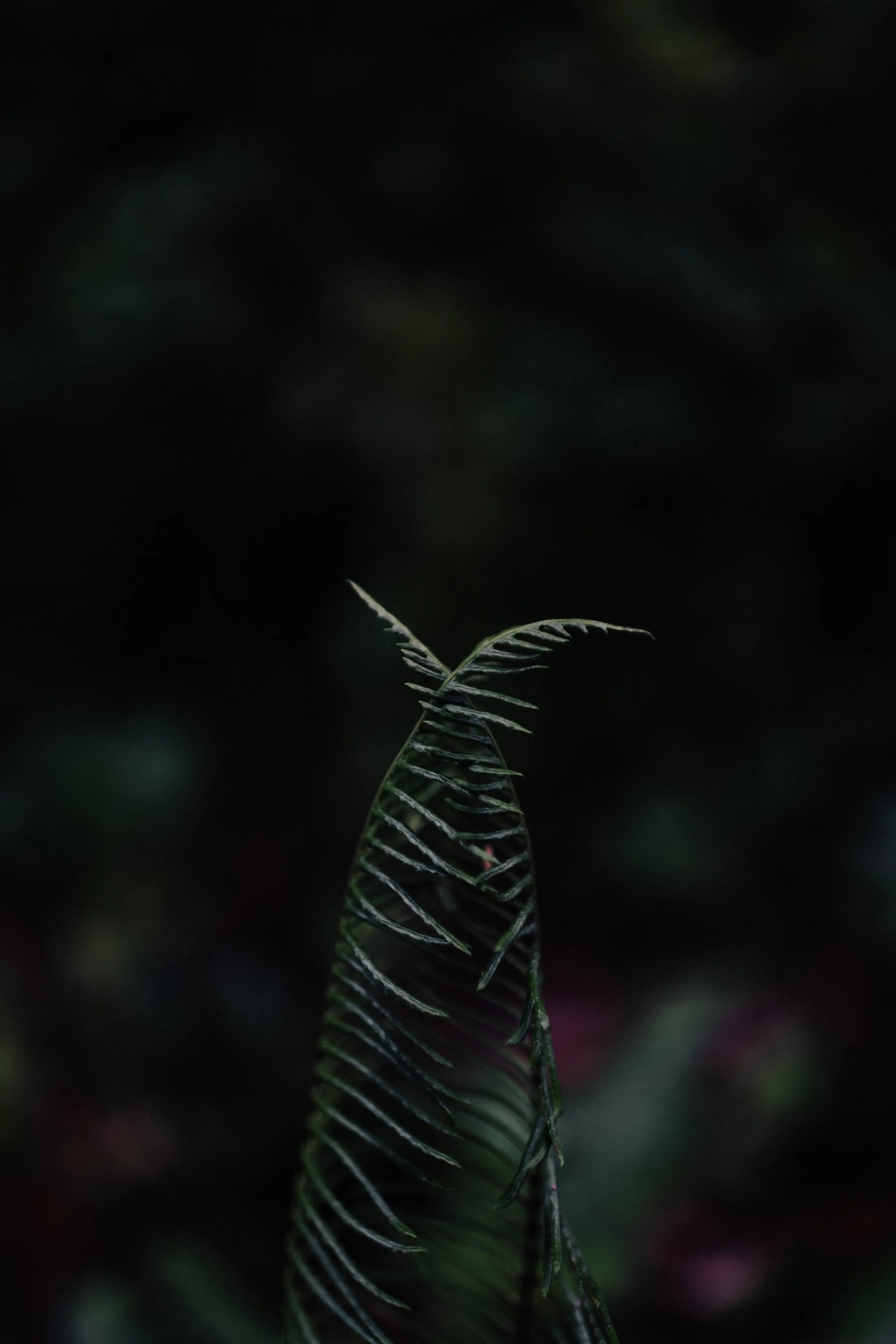 HuggingFerns.jpg